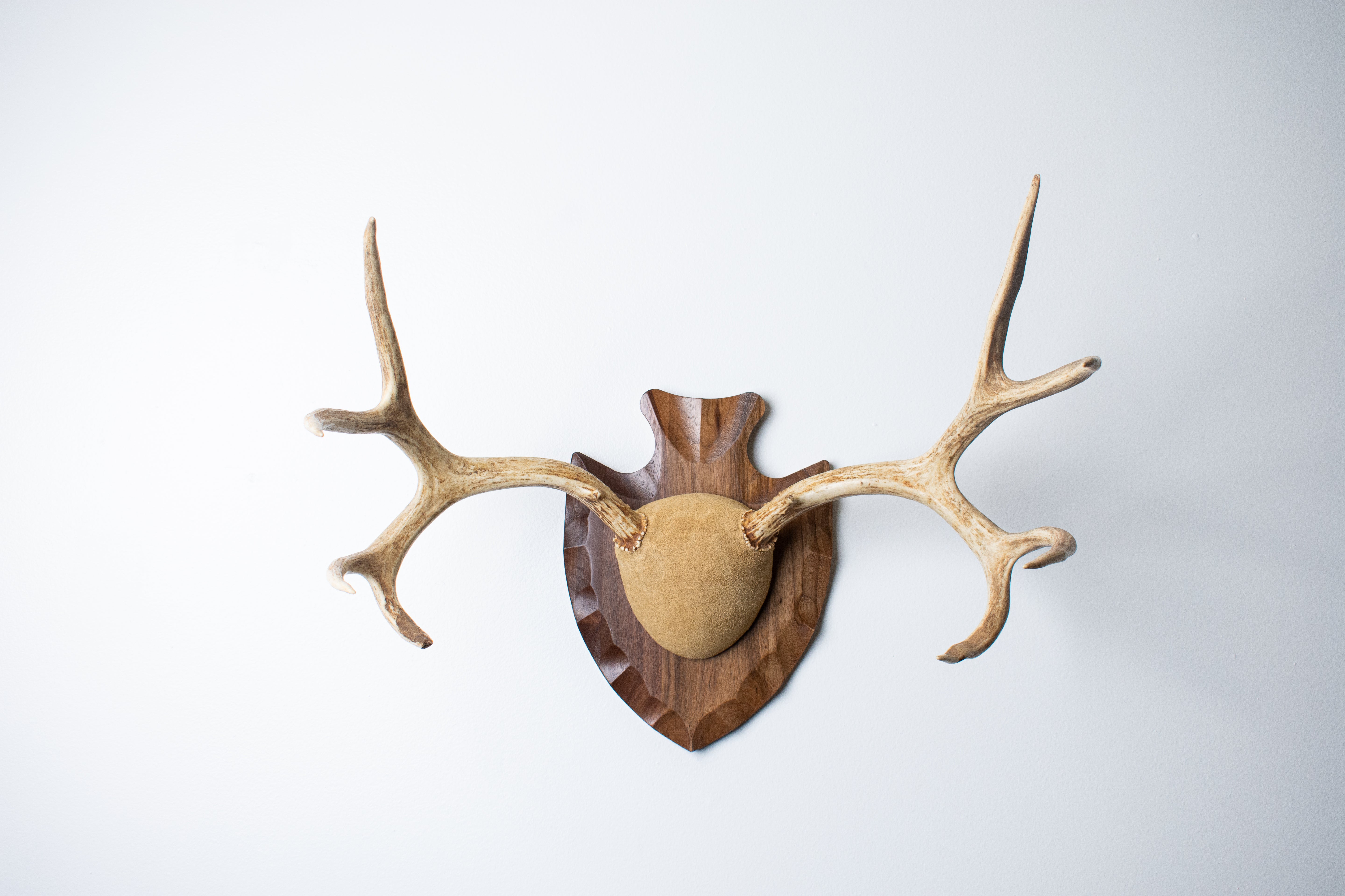 Mule Deer Antler Mount | Sand | 08
