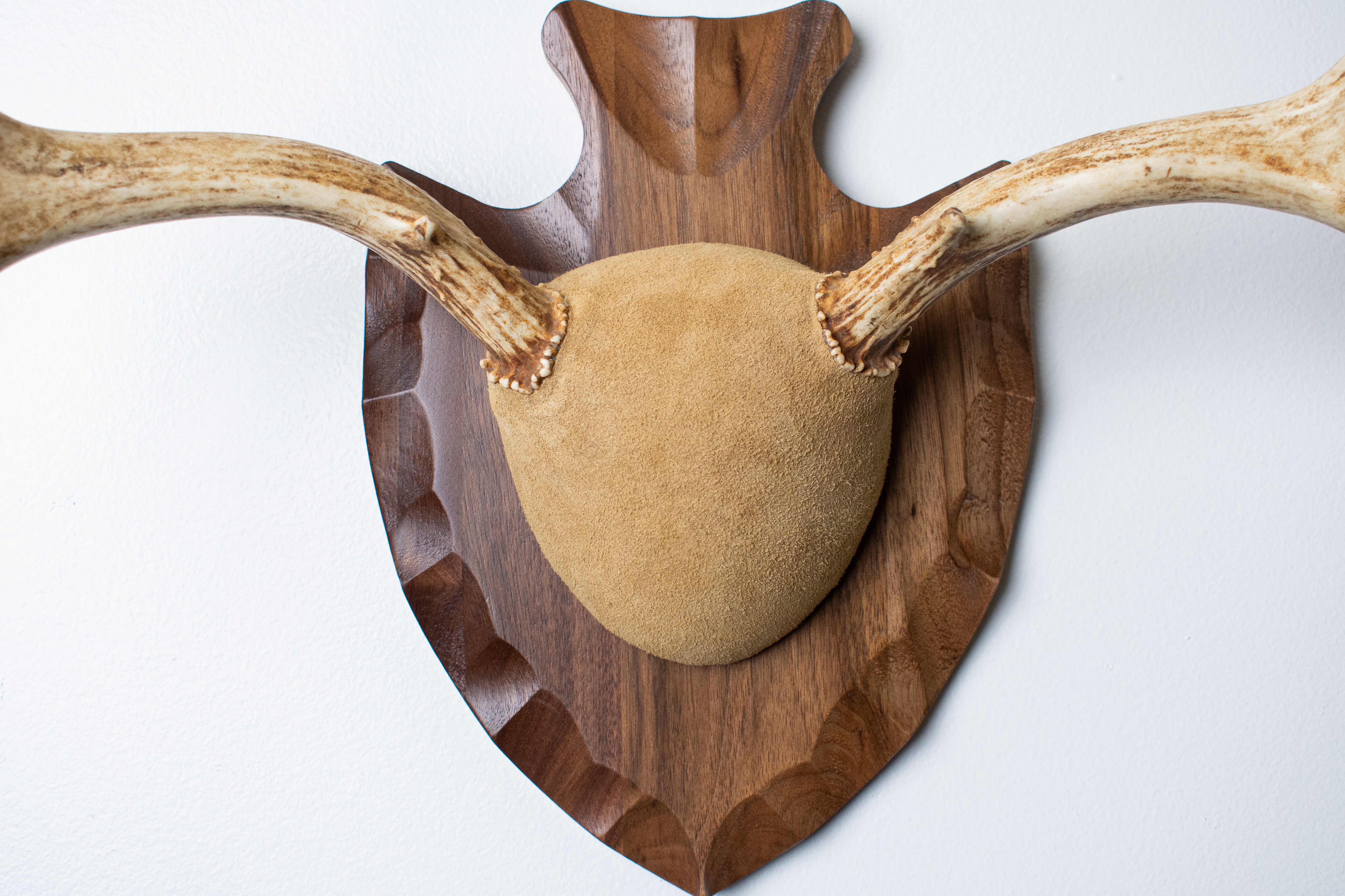 Mule Deer Antler Mount | Sand | 08