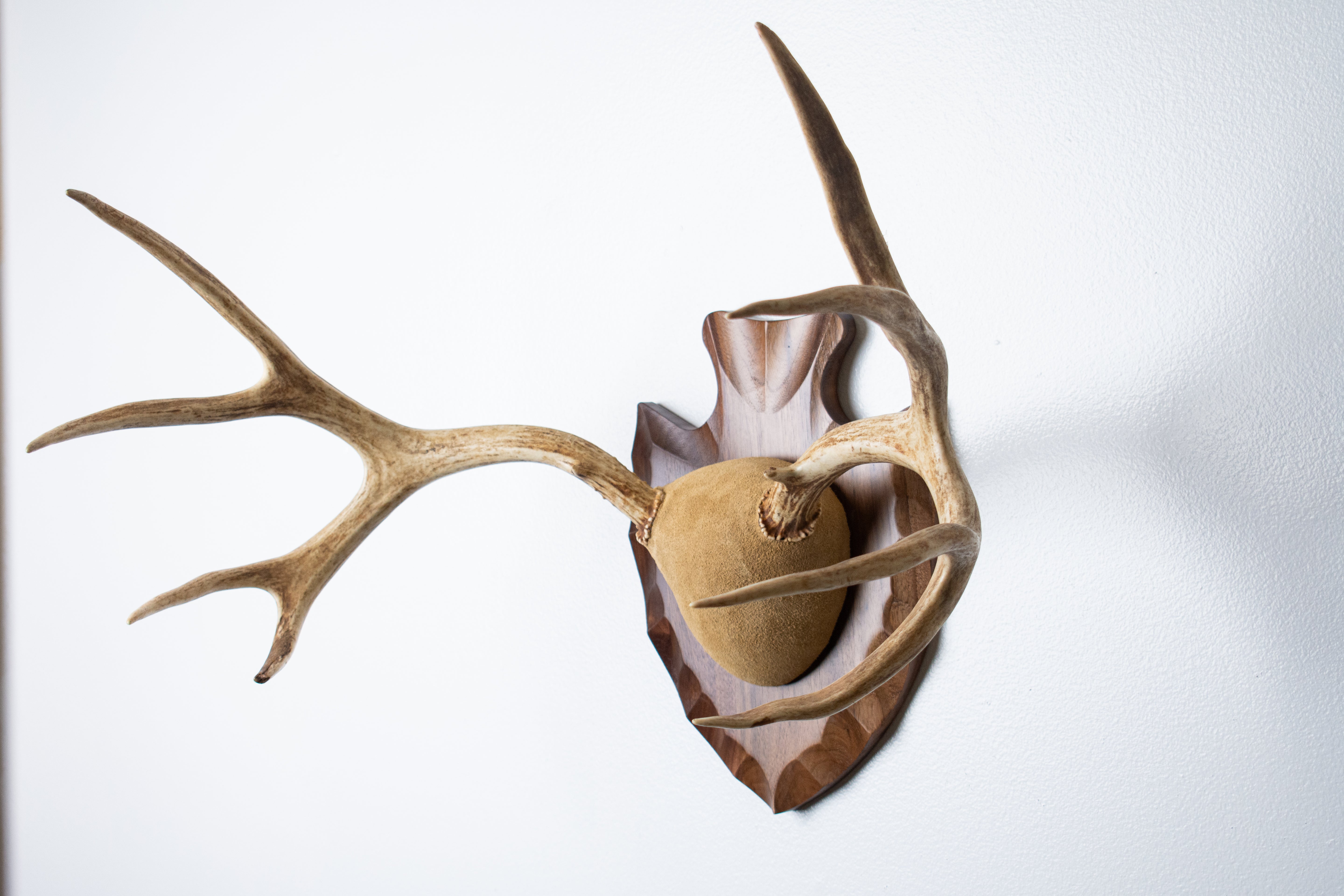 Mule Deer Antler Mount | Sand | 08