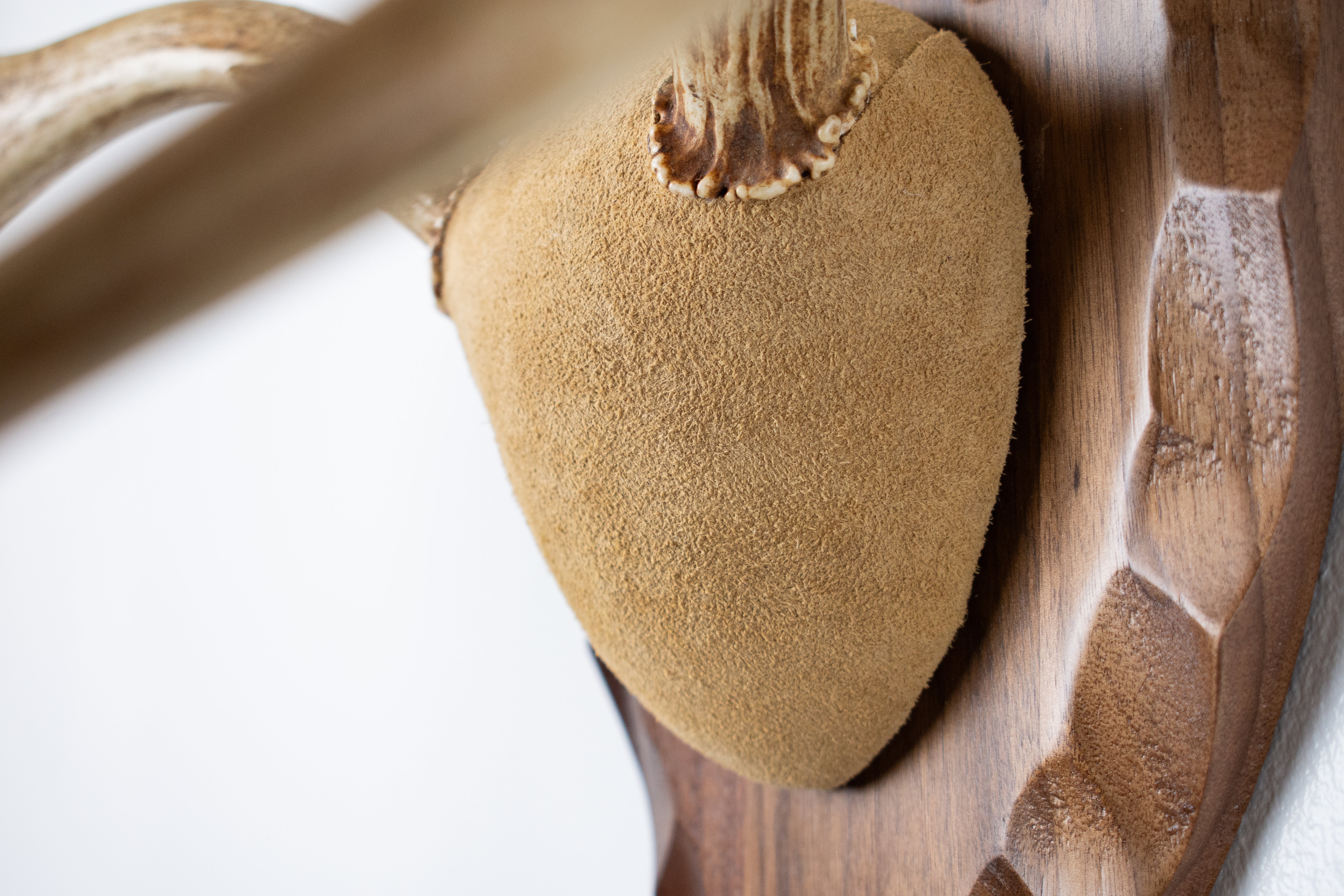 Mule Deer Antler Mount | Sand | 08