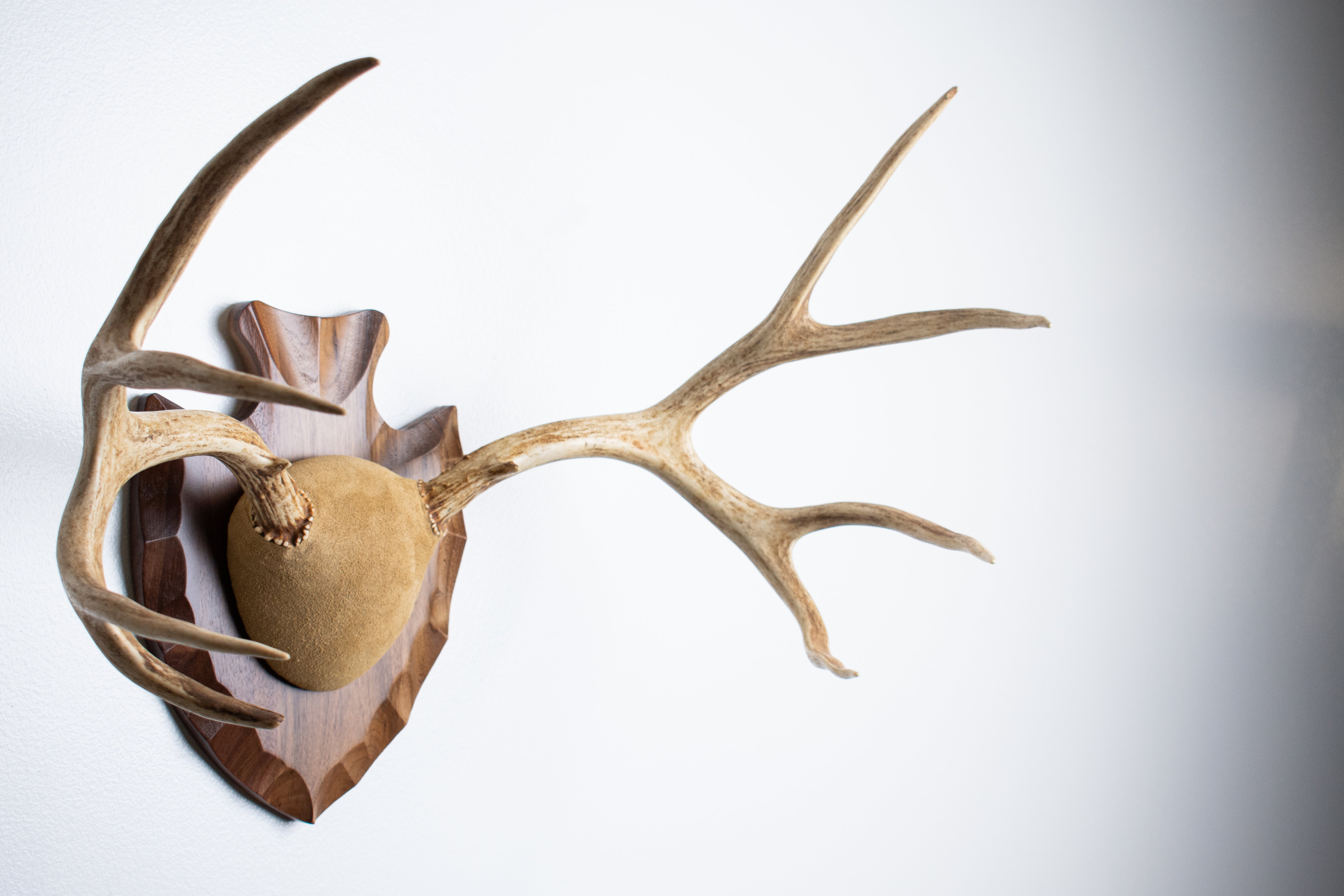 Mule Deer Antler Mount | Sand | 08