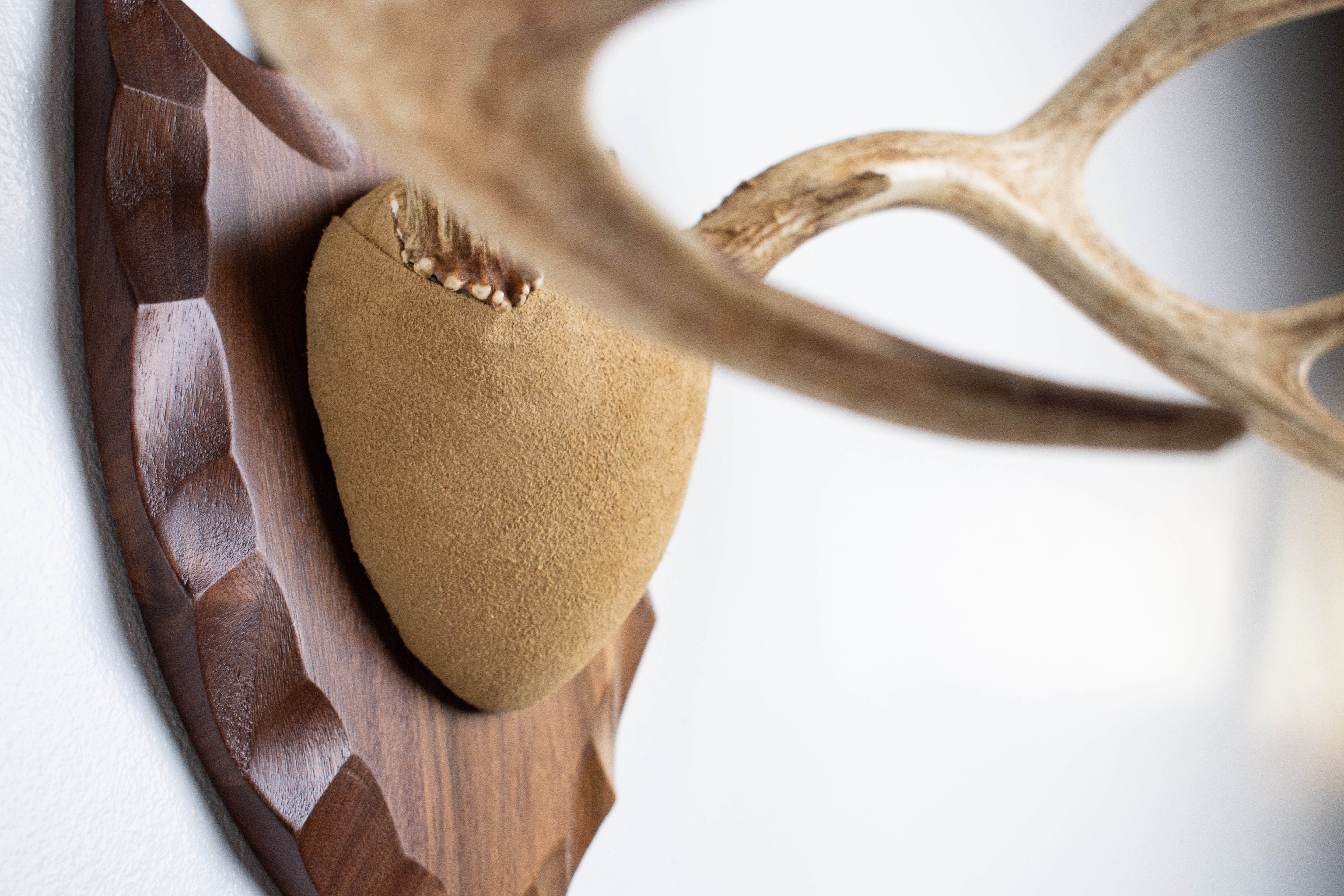 Mule Deer Antler Mount | Sand | 08