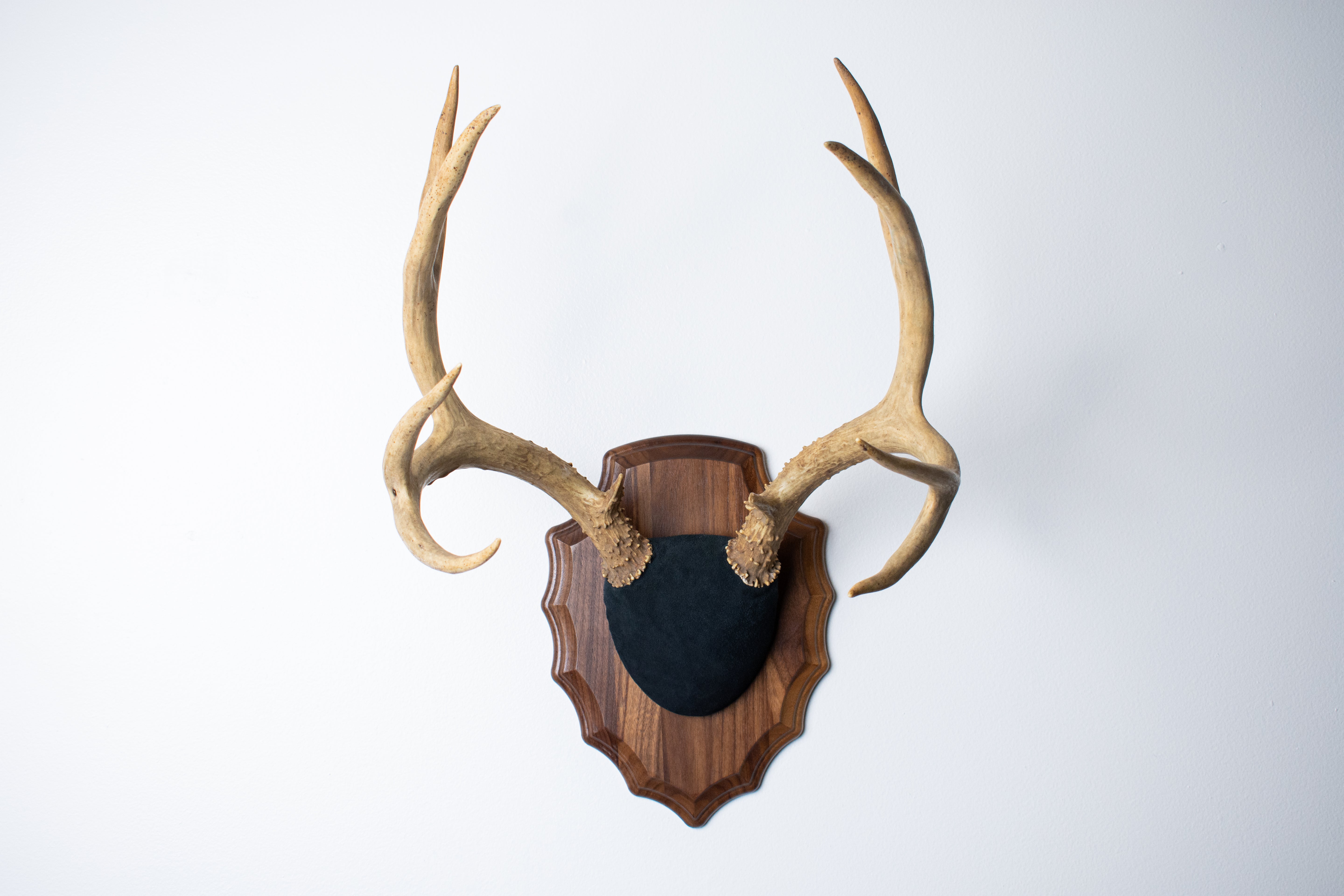 Mule Deer Antler Mount | Black | 09