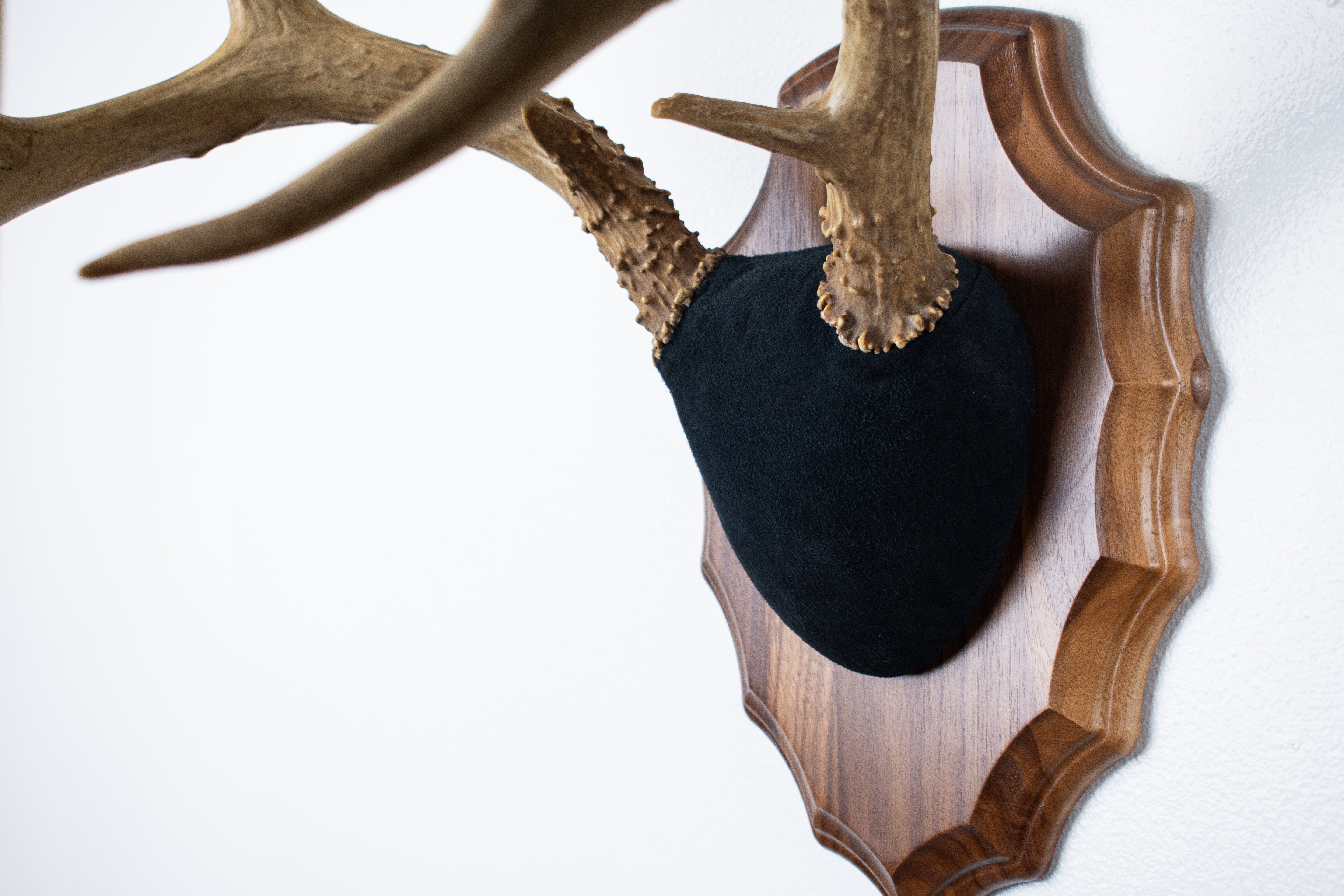 Mule Deer Antler Mount | Black | 09