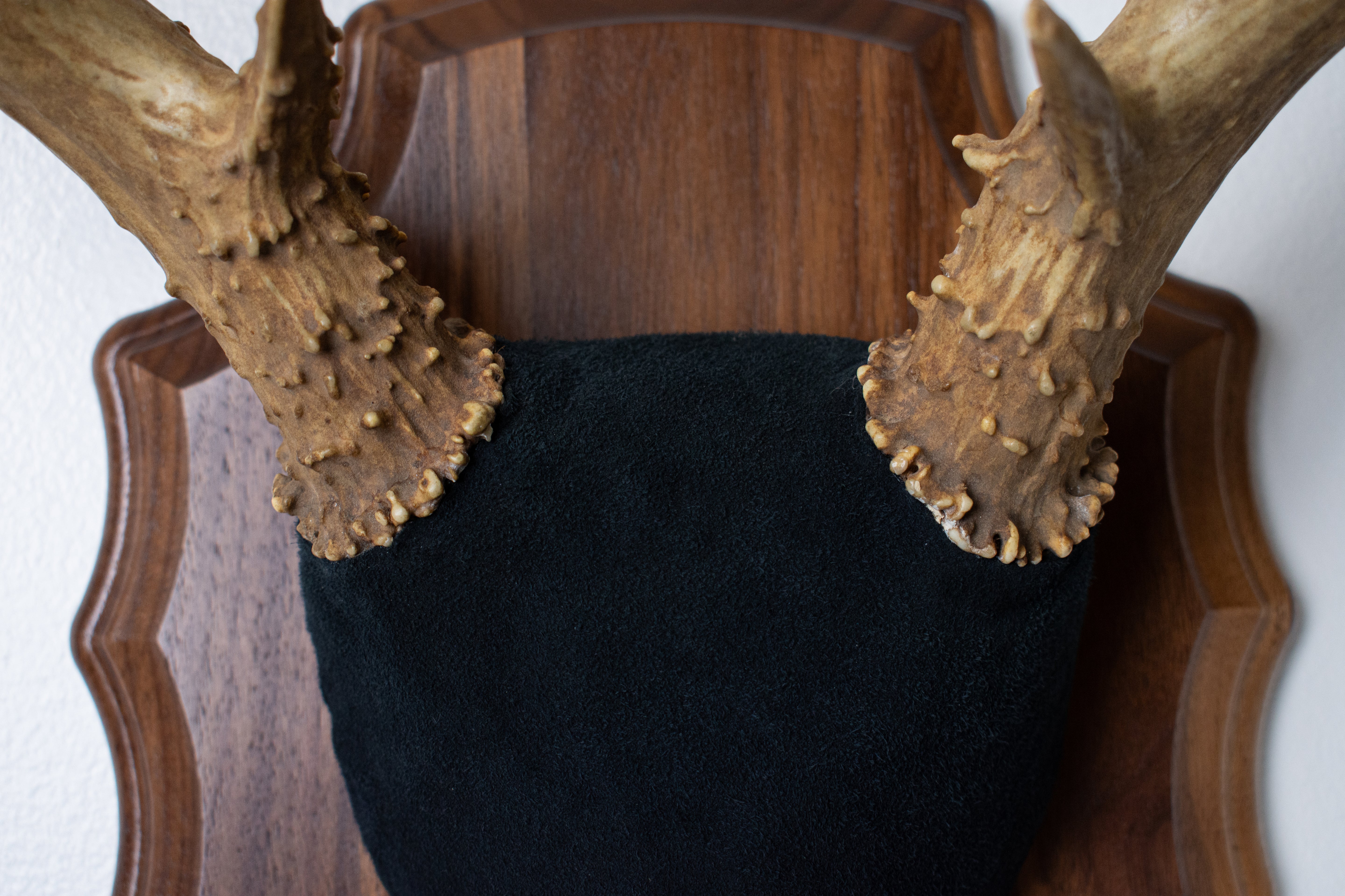 Mule Deer Antler Mount | Black | 09