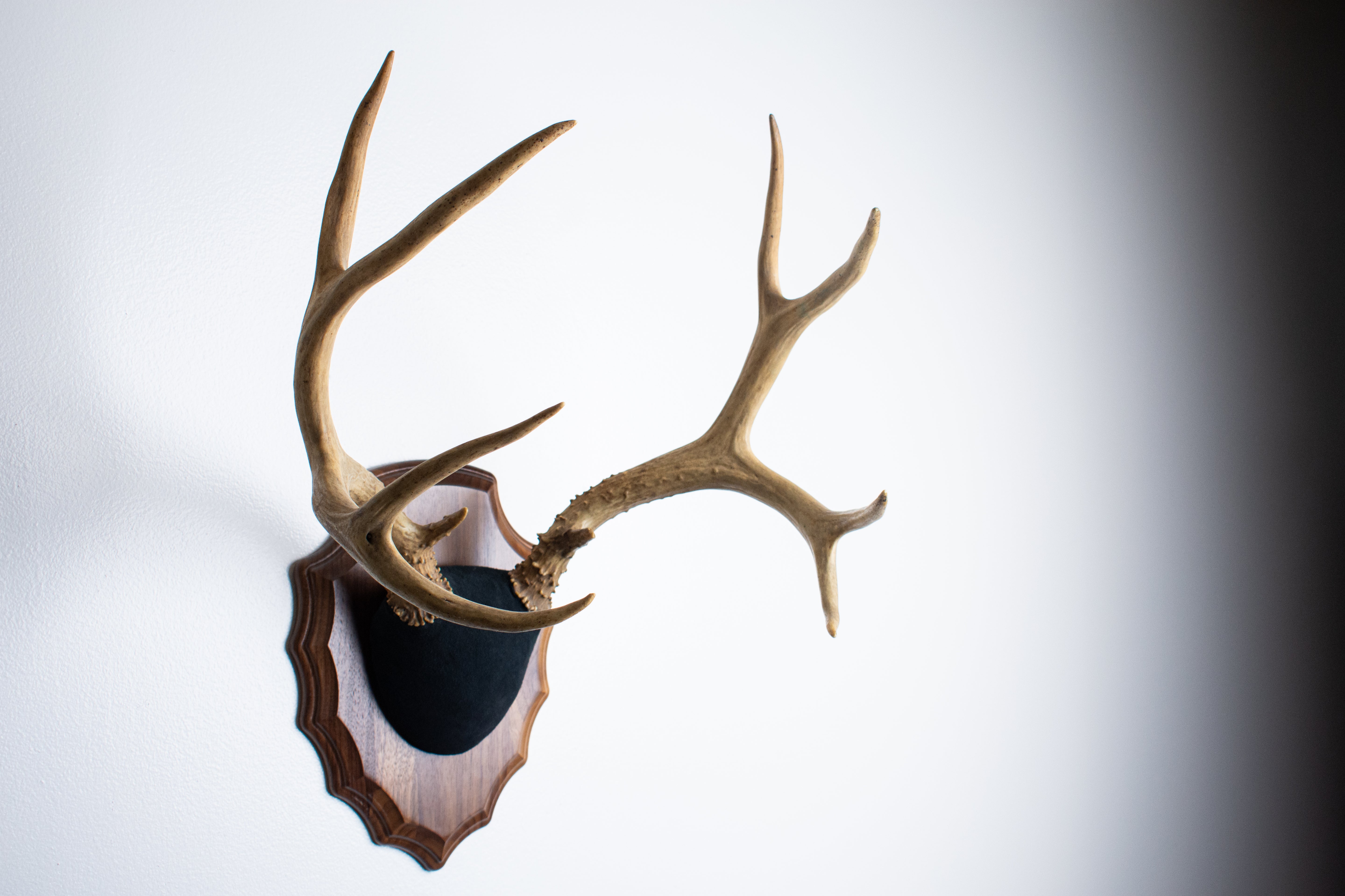 Mule Deer Antler Mount | Black | 09
