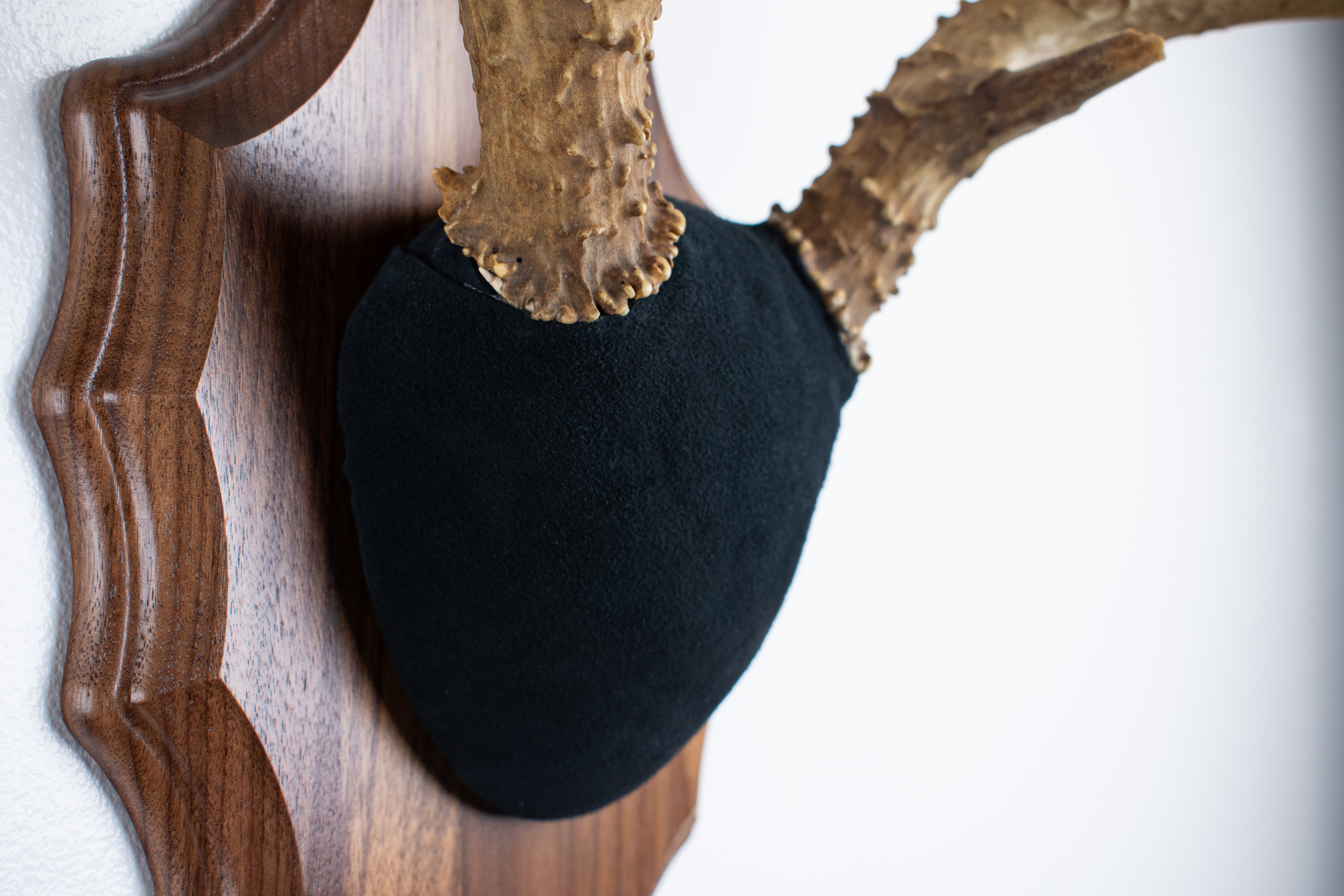 Mule Deer Antler Mount | Black | 09