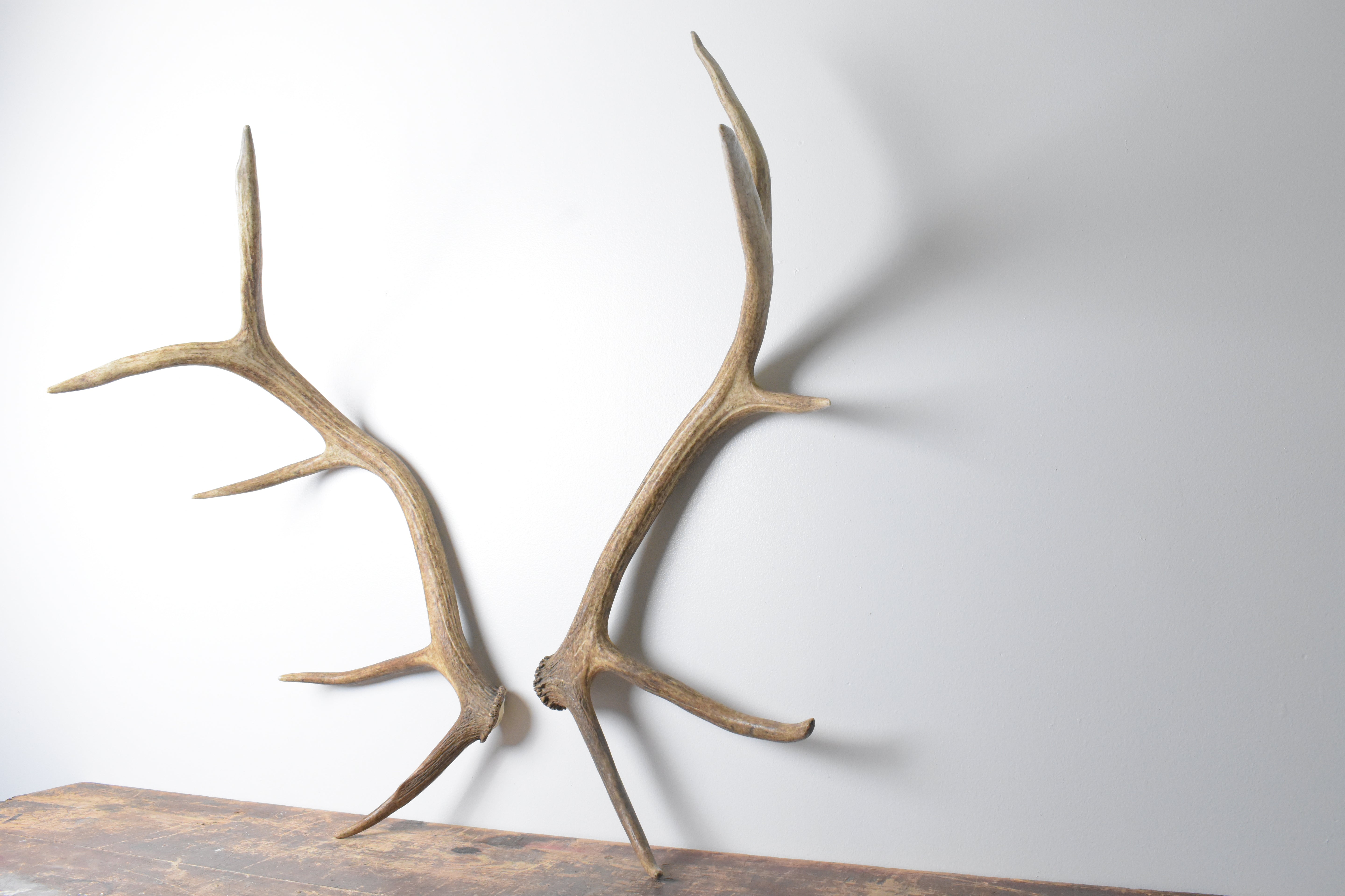Elk Antler Set | Medium | 96