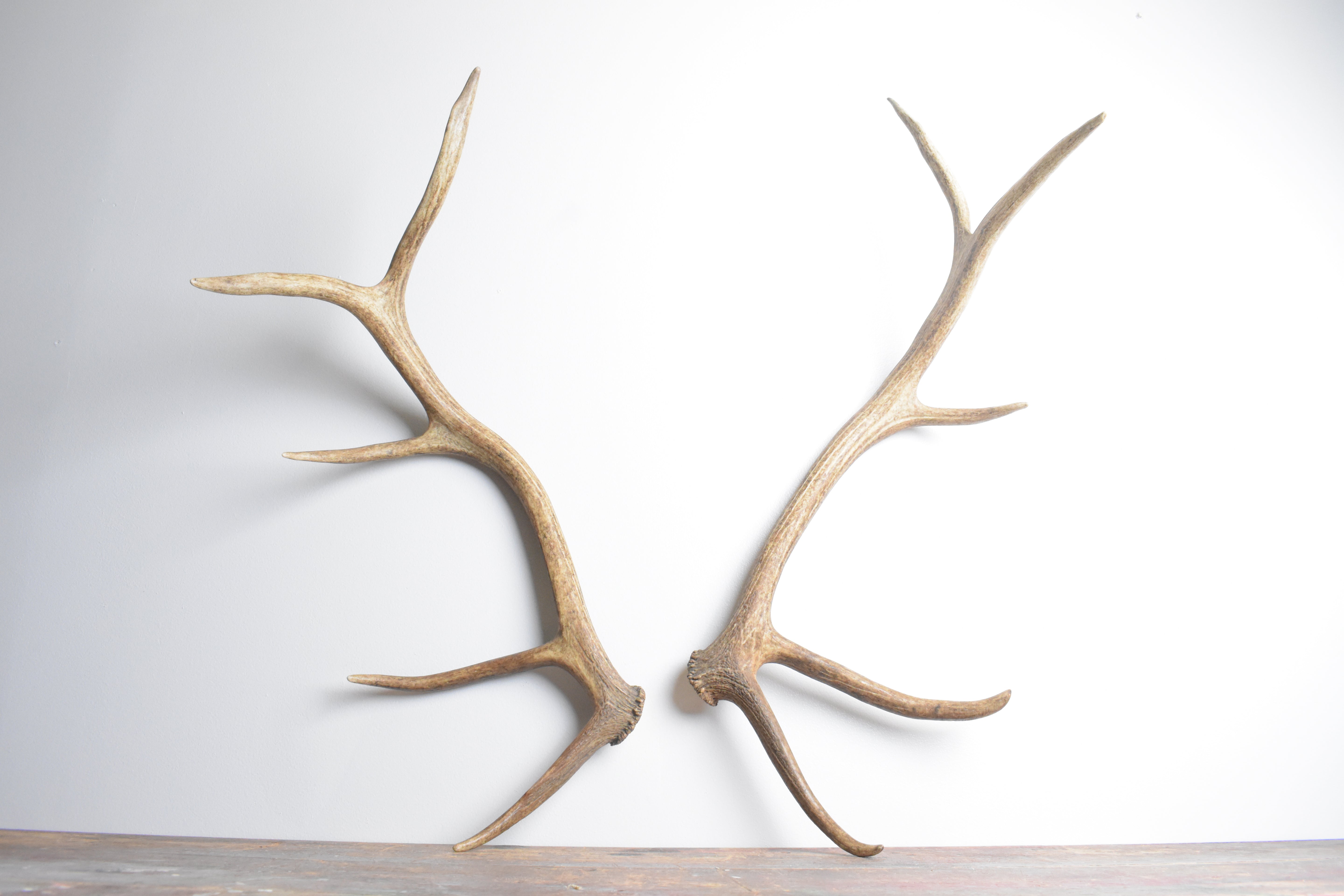 Elk Antler Set | 96