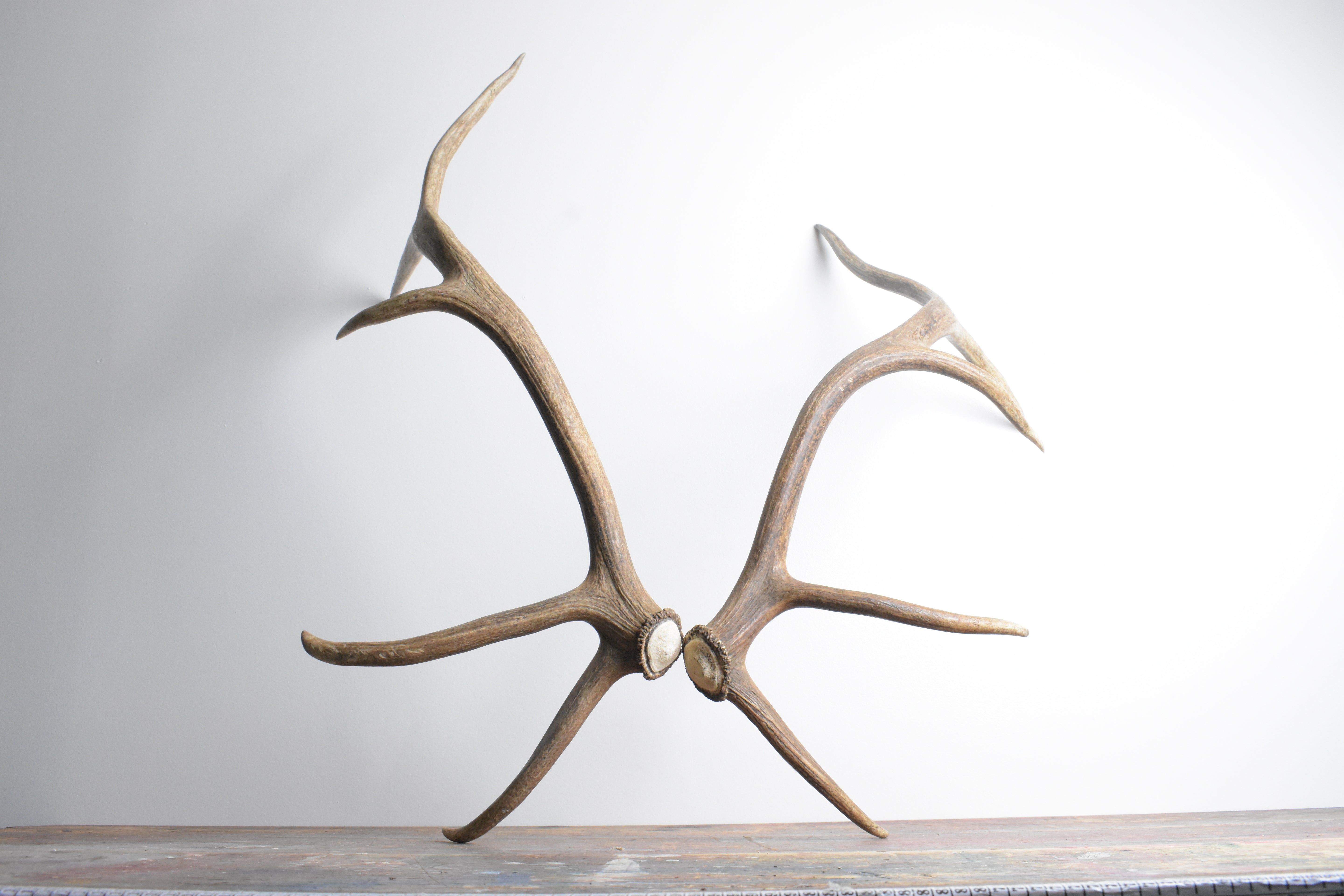 Elk Antler Set | Medium | 96