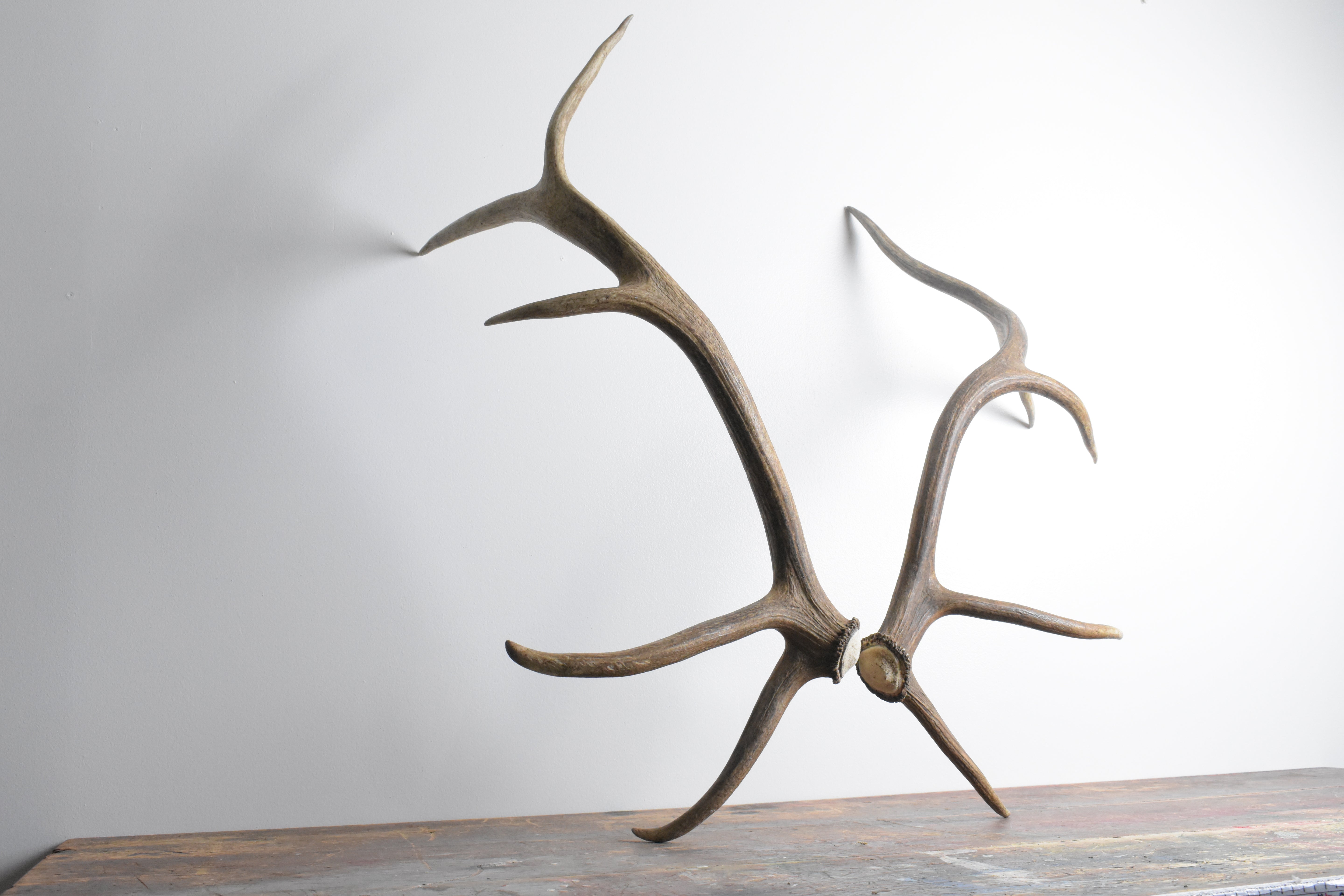Elk Antler Set | Medium | 96