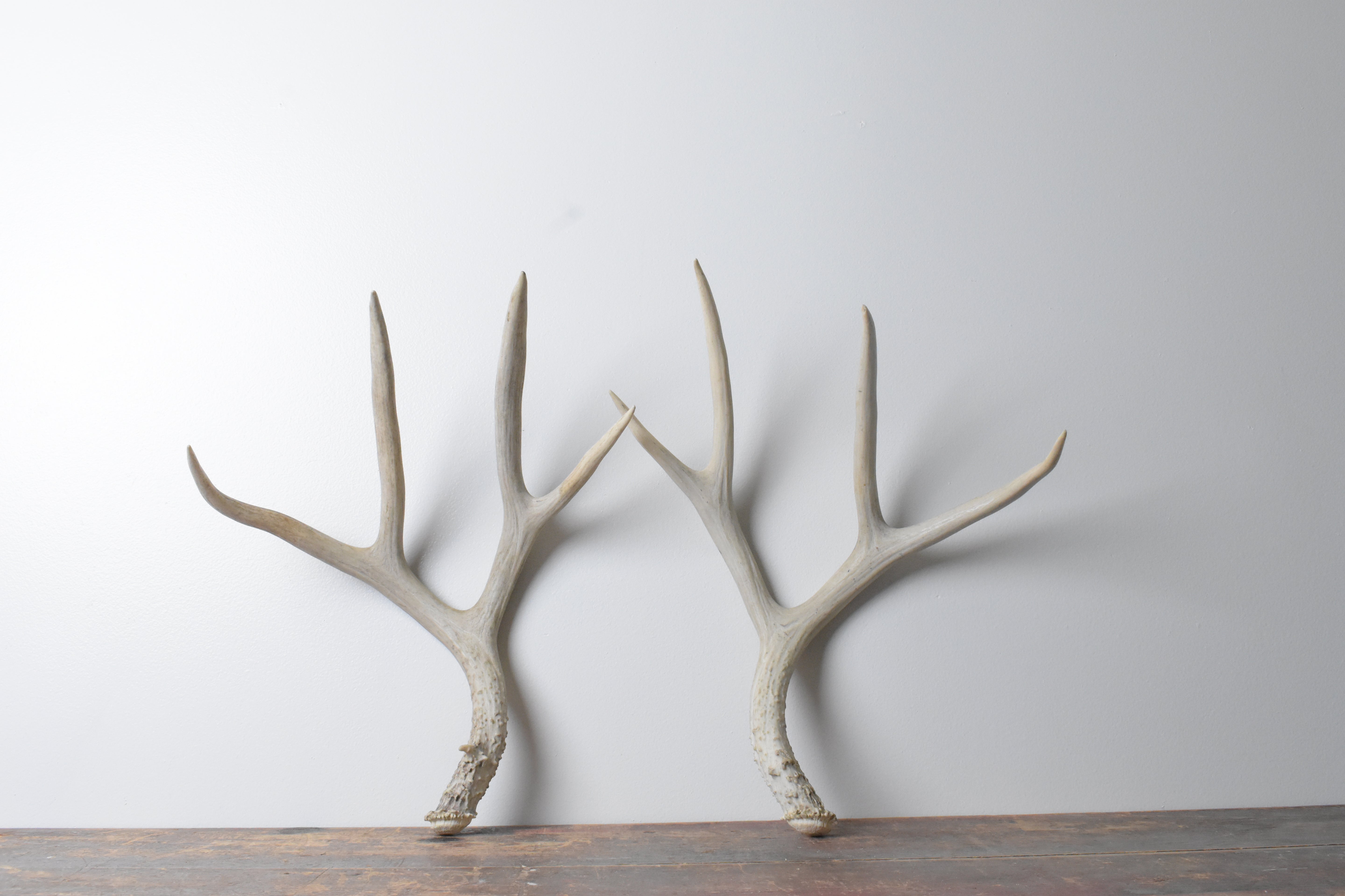 Mule Deer Antler Set | 53