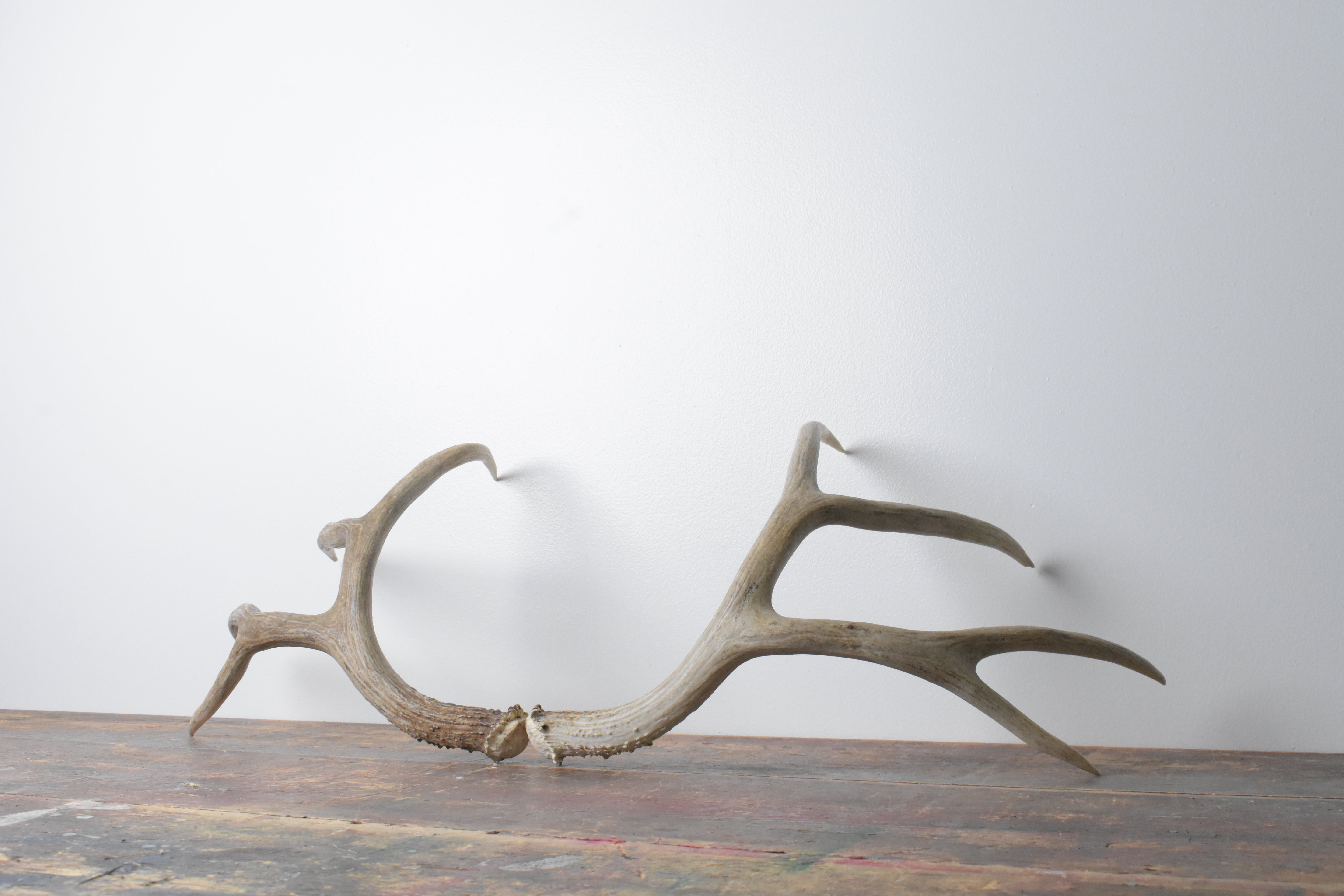 Mule Deer Antler Set | Large Size | 53