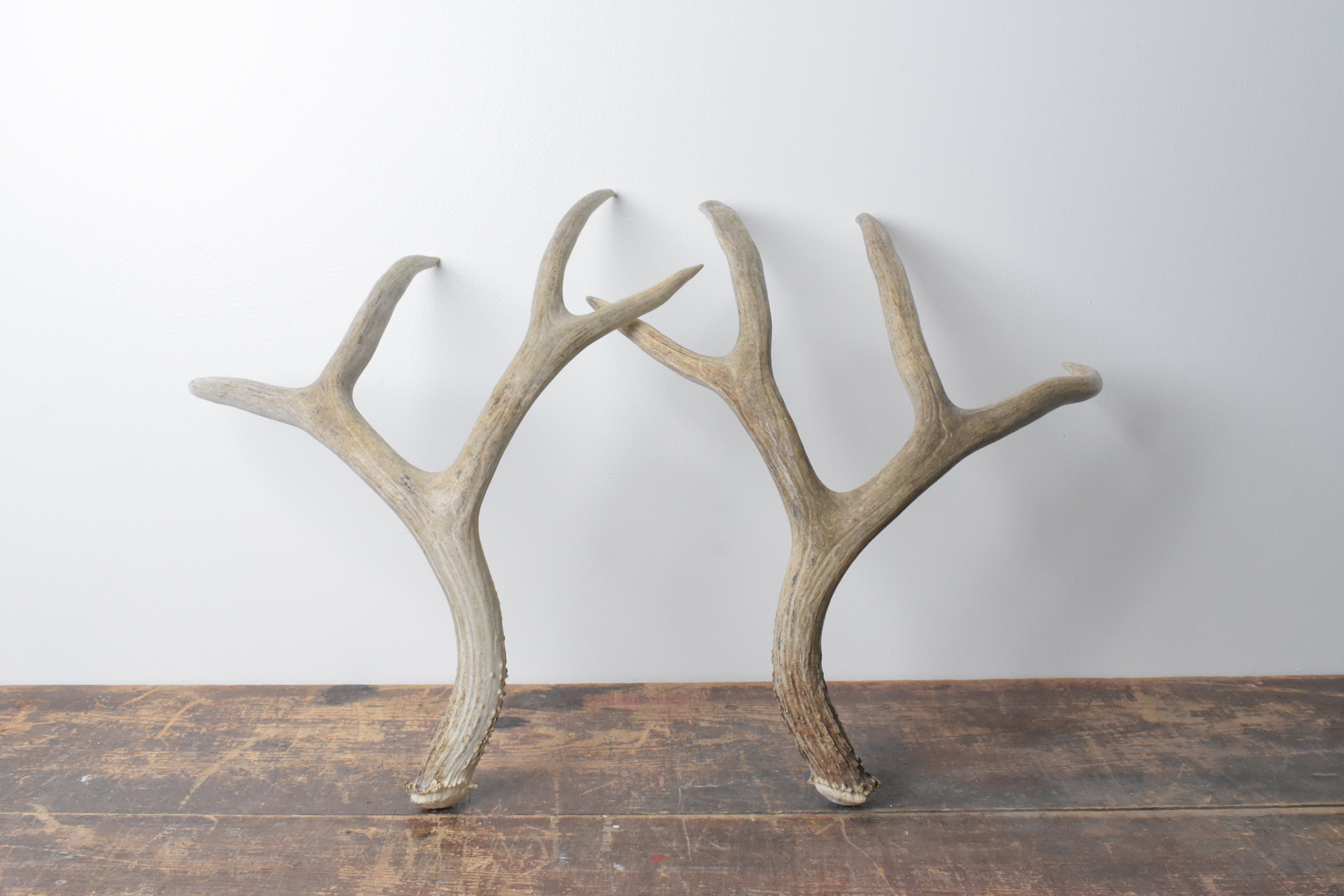 Mule Deer Antler Set | Large Size | 53