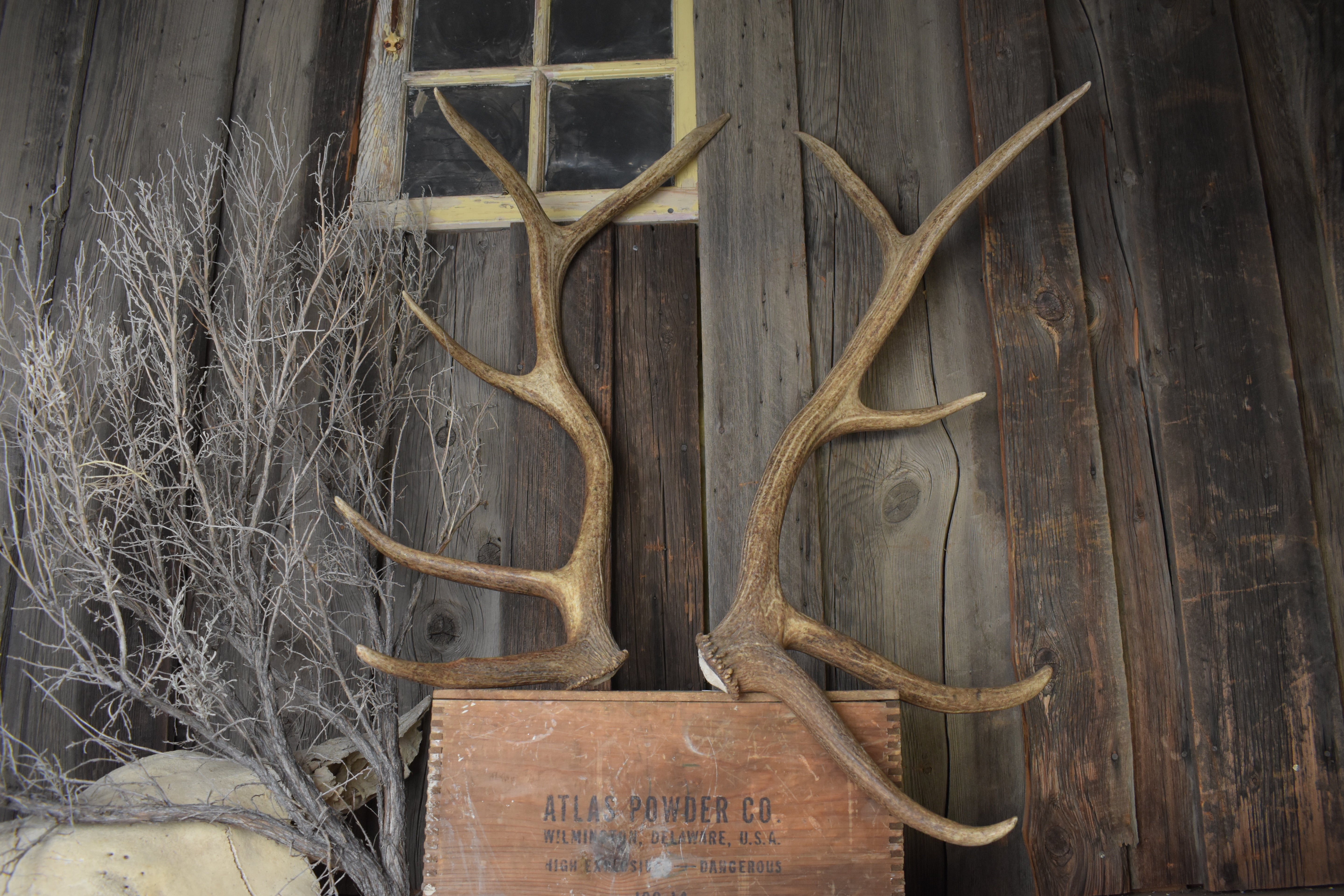 Elk Antler Set | 96