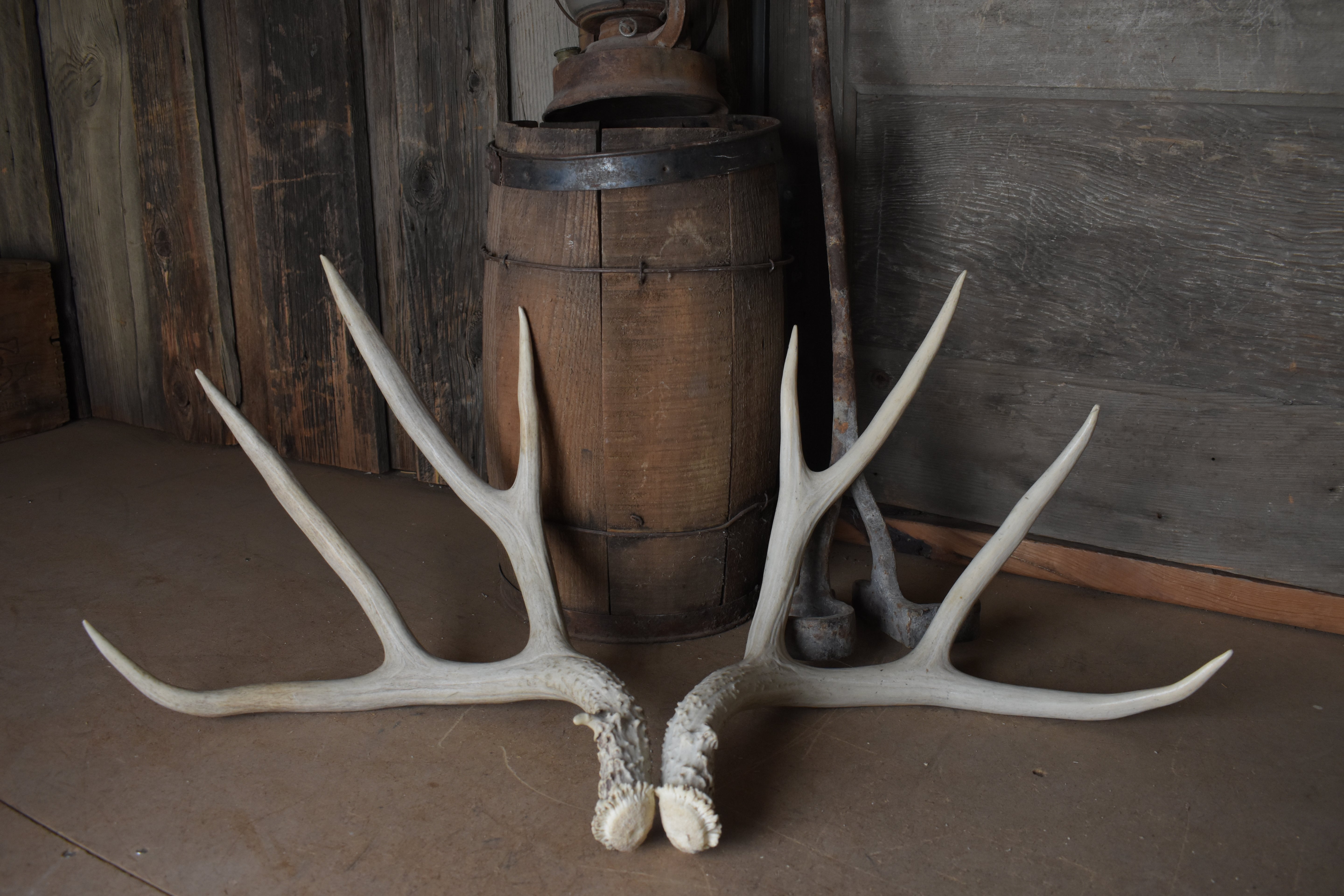Mule Deer Antler Set | 53