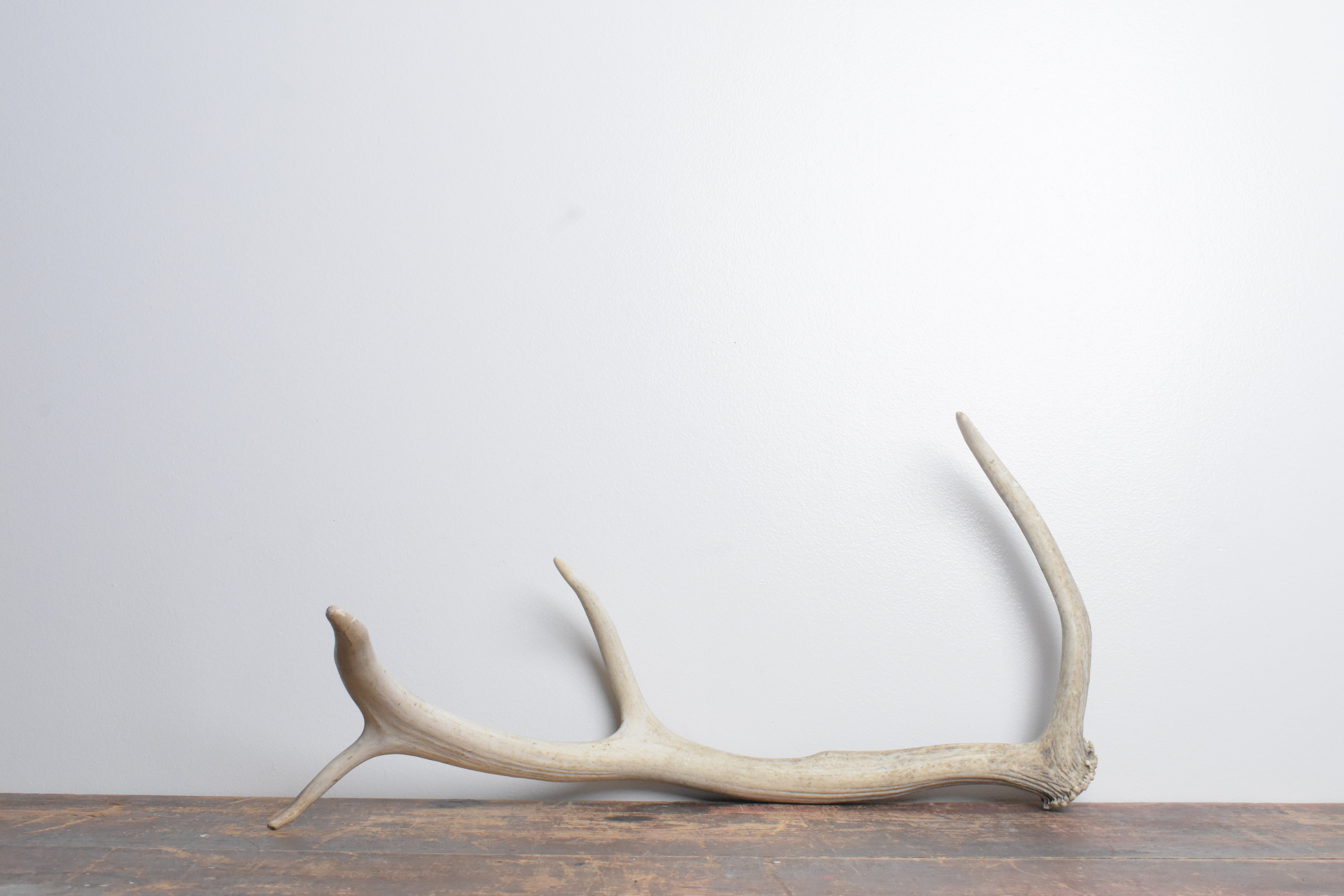 Elk Antler | Small Size | 86