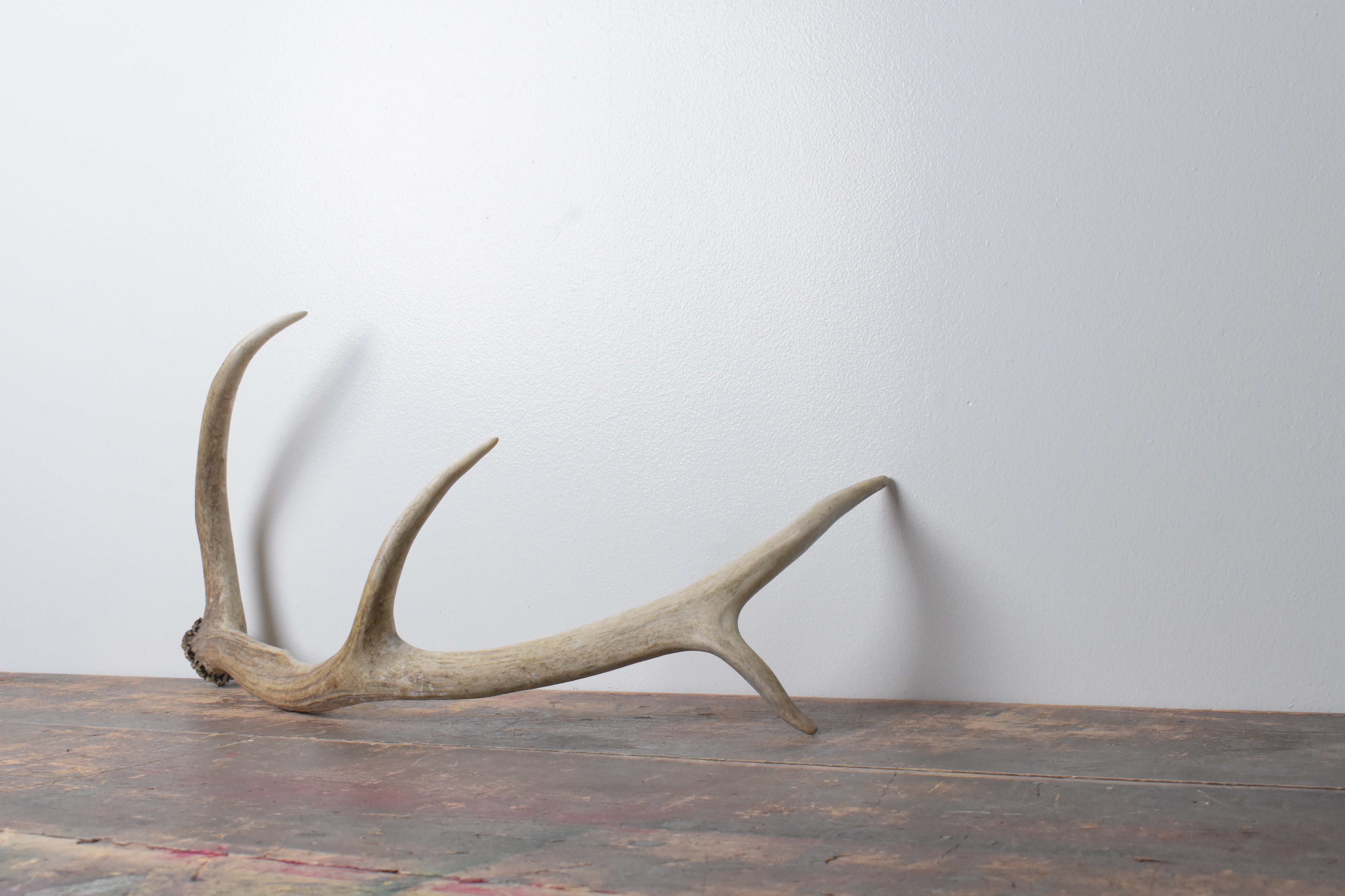Elk Antler | Small Size | 86