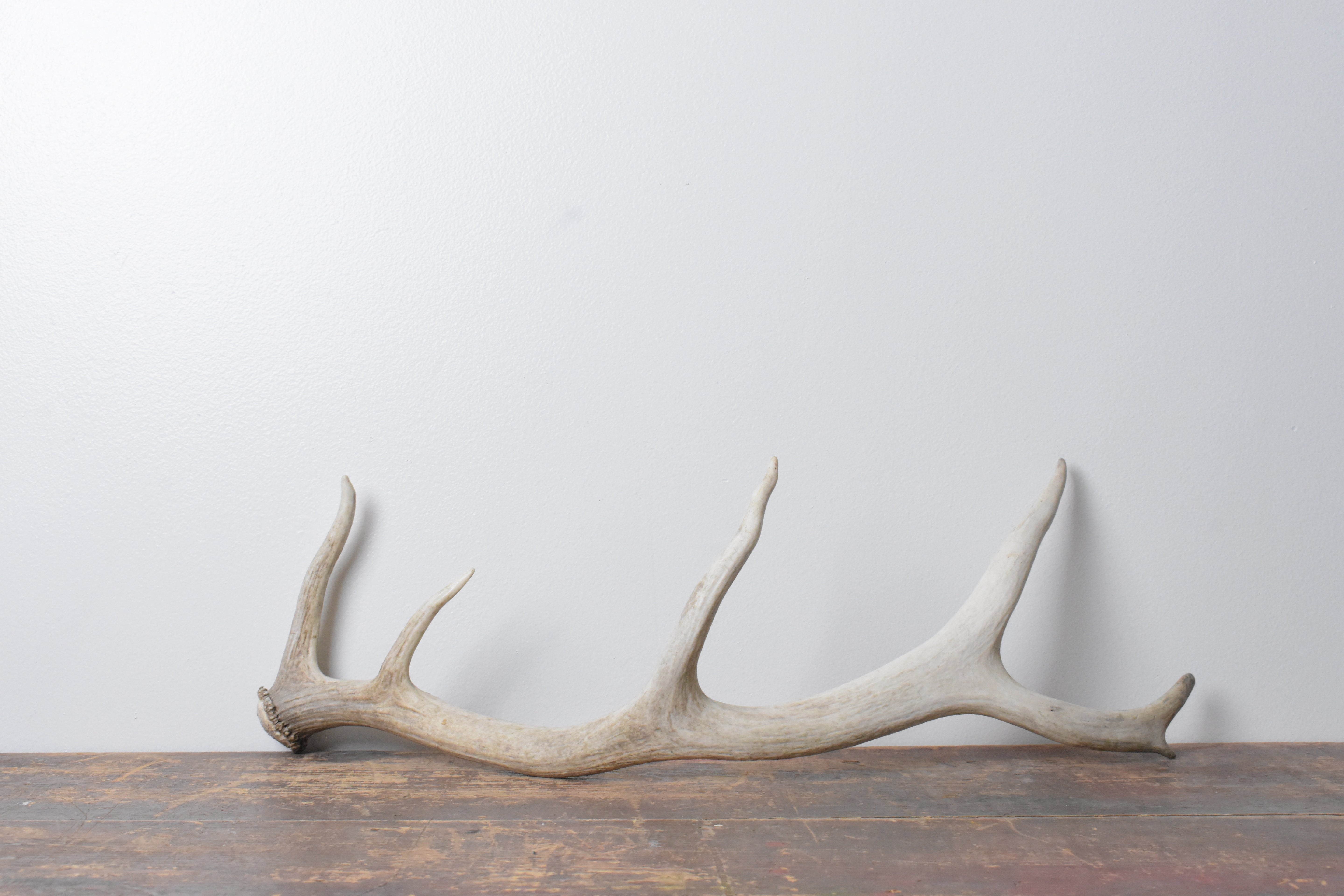 Elk Antler | 68
