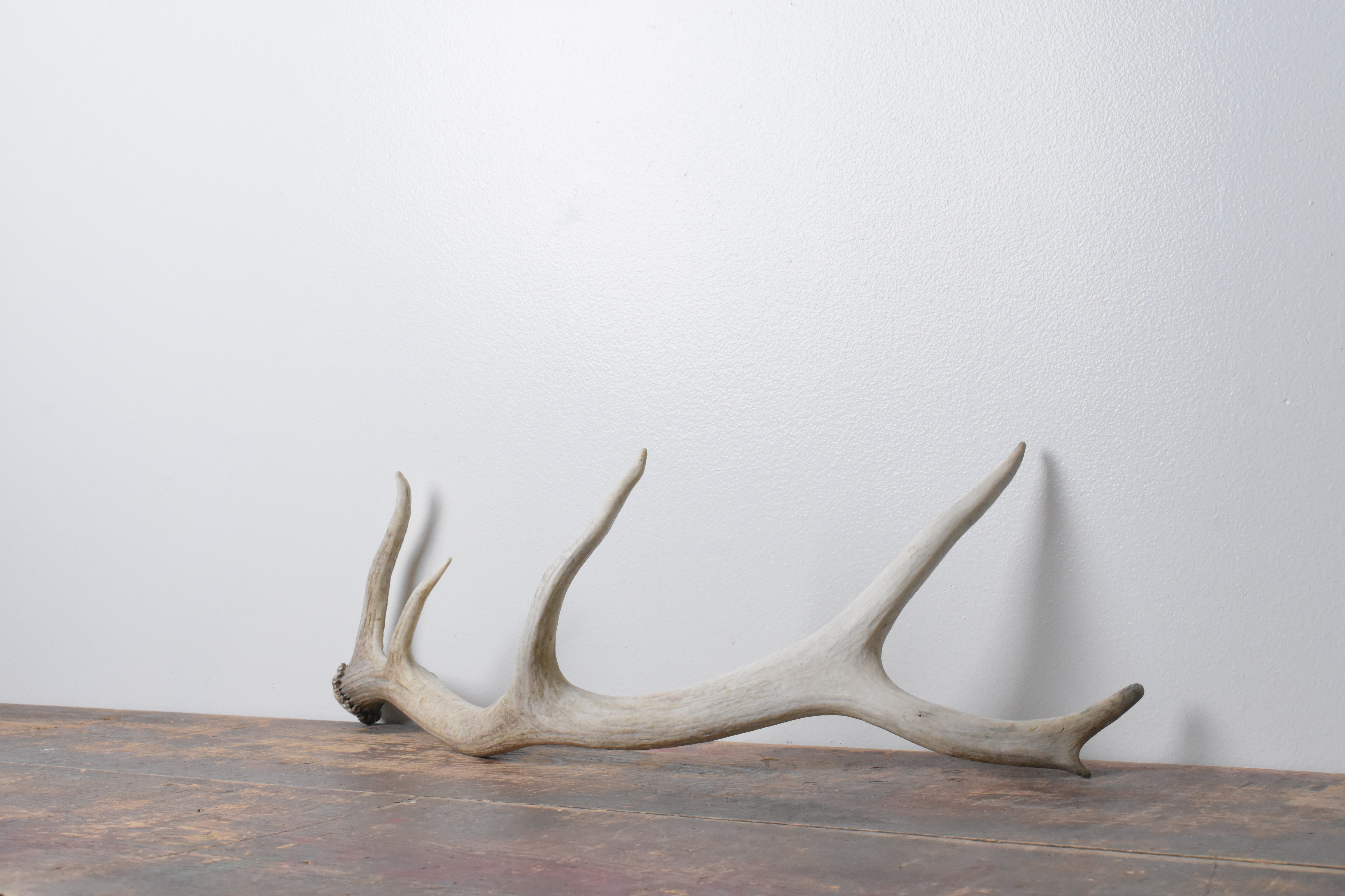 Elk Antler | Small Size | 68