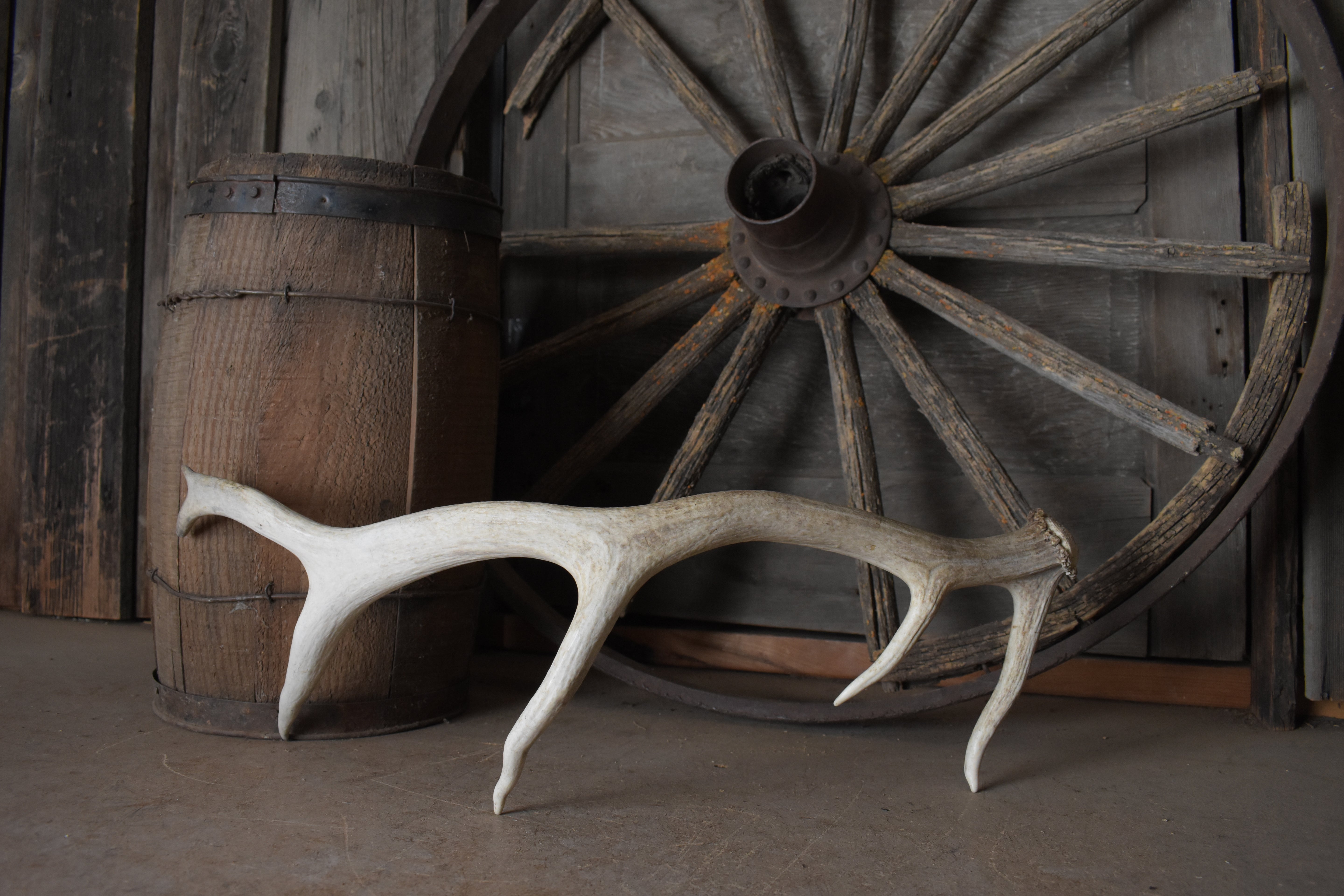 Elk Antler | 68