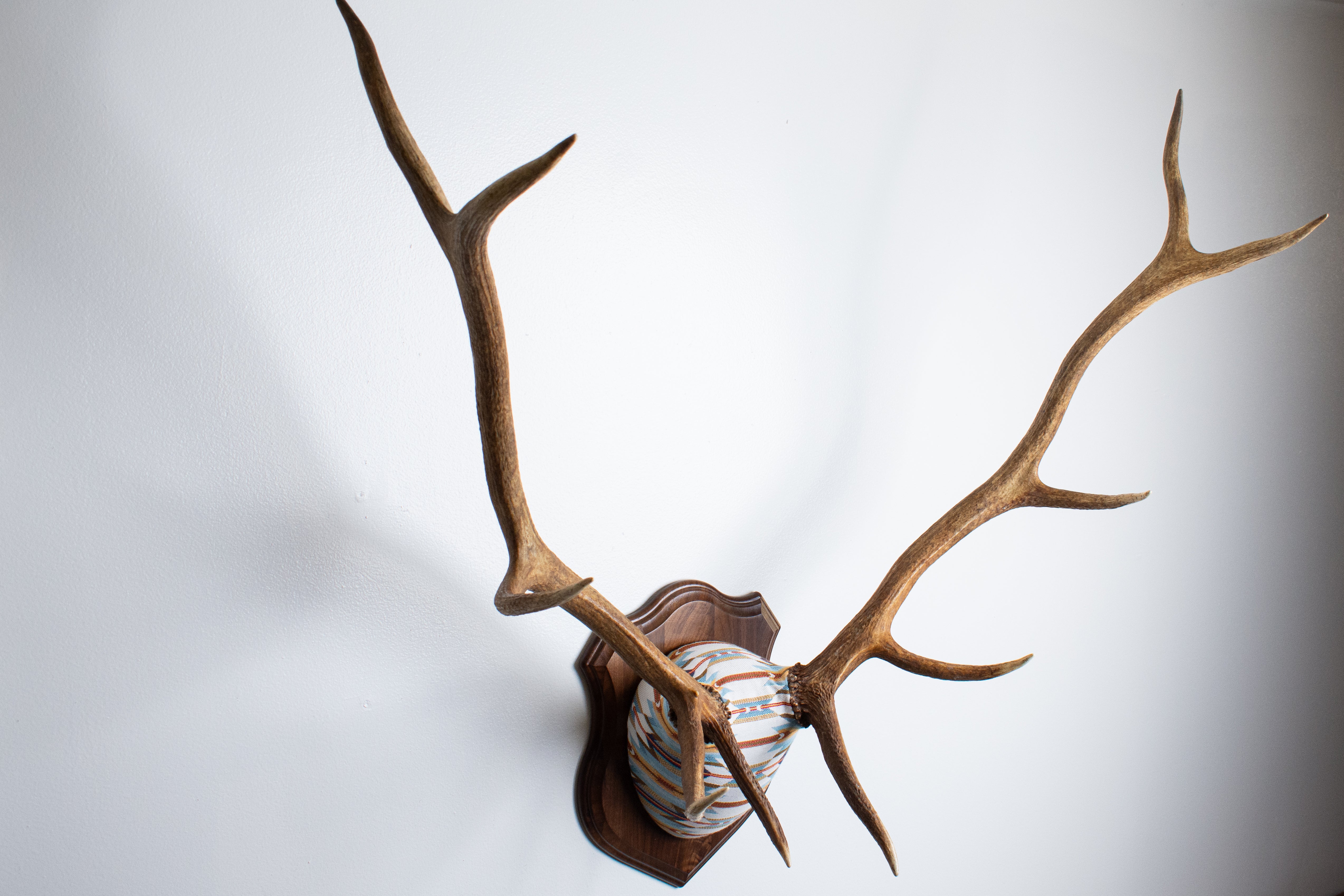 Elk Antler Mount | Sunset | 01