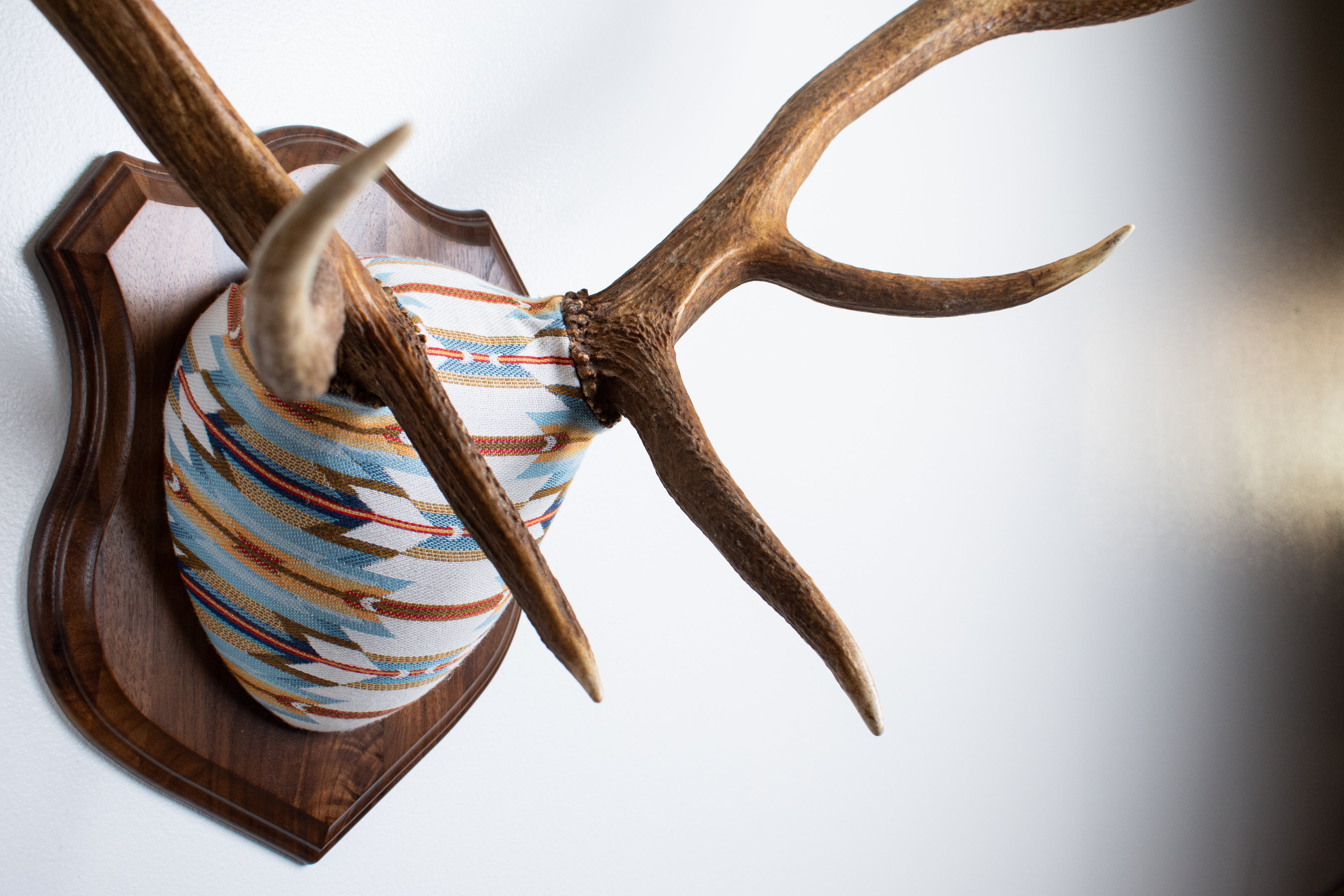 Elk Antler Mount | Sunset | 01
