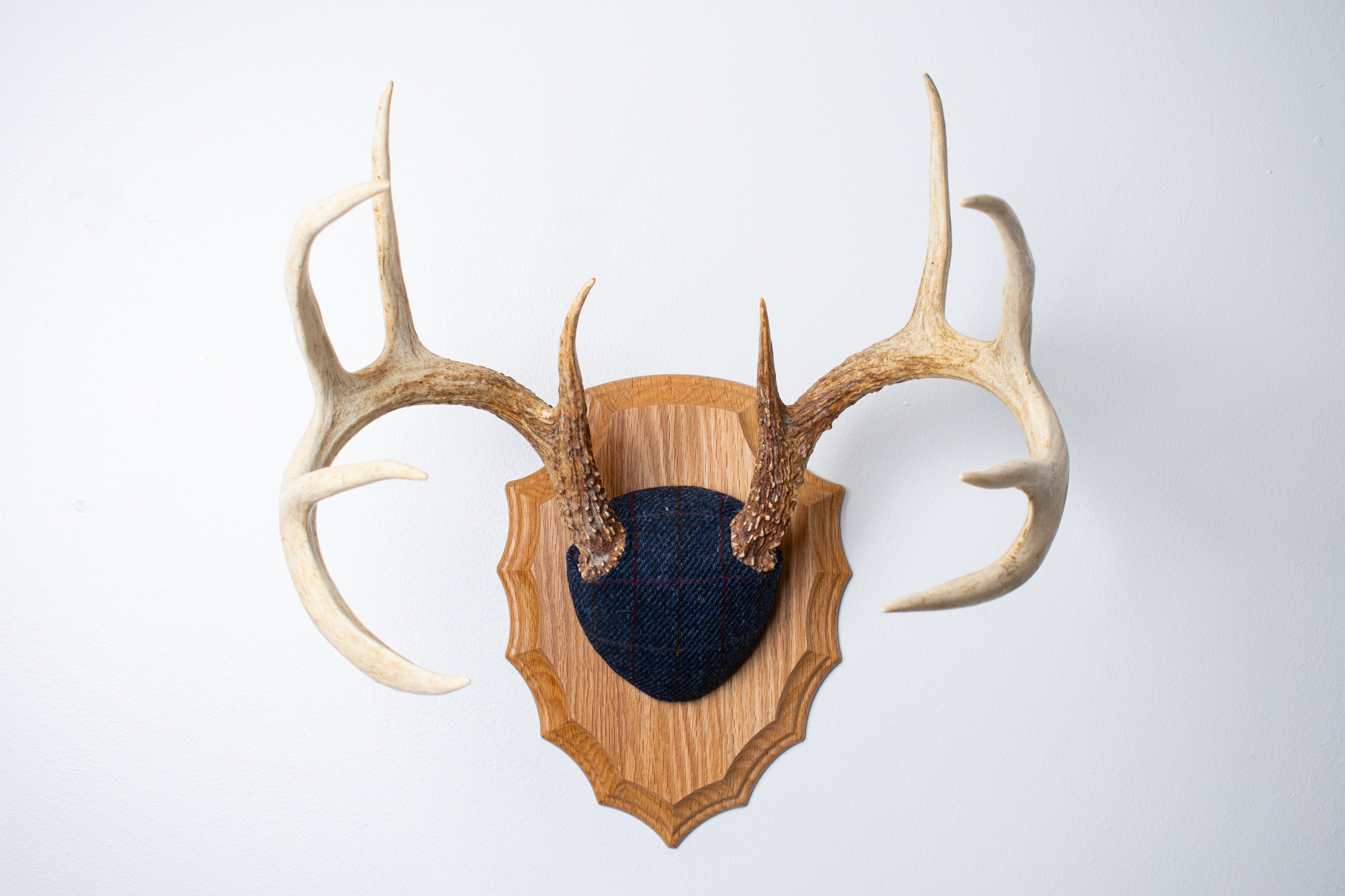 Whitetail Deer Antler Mount | Blue with Red Overcheck | 09