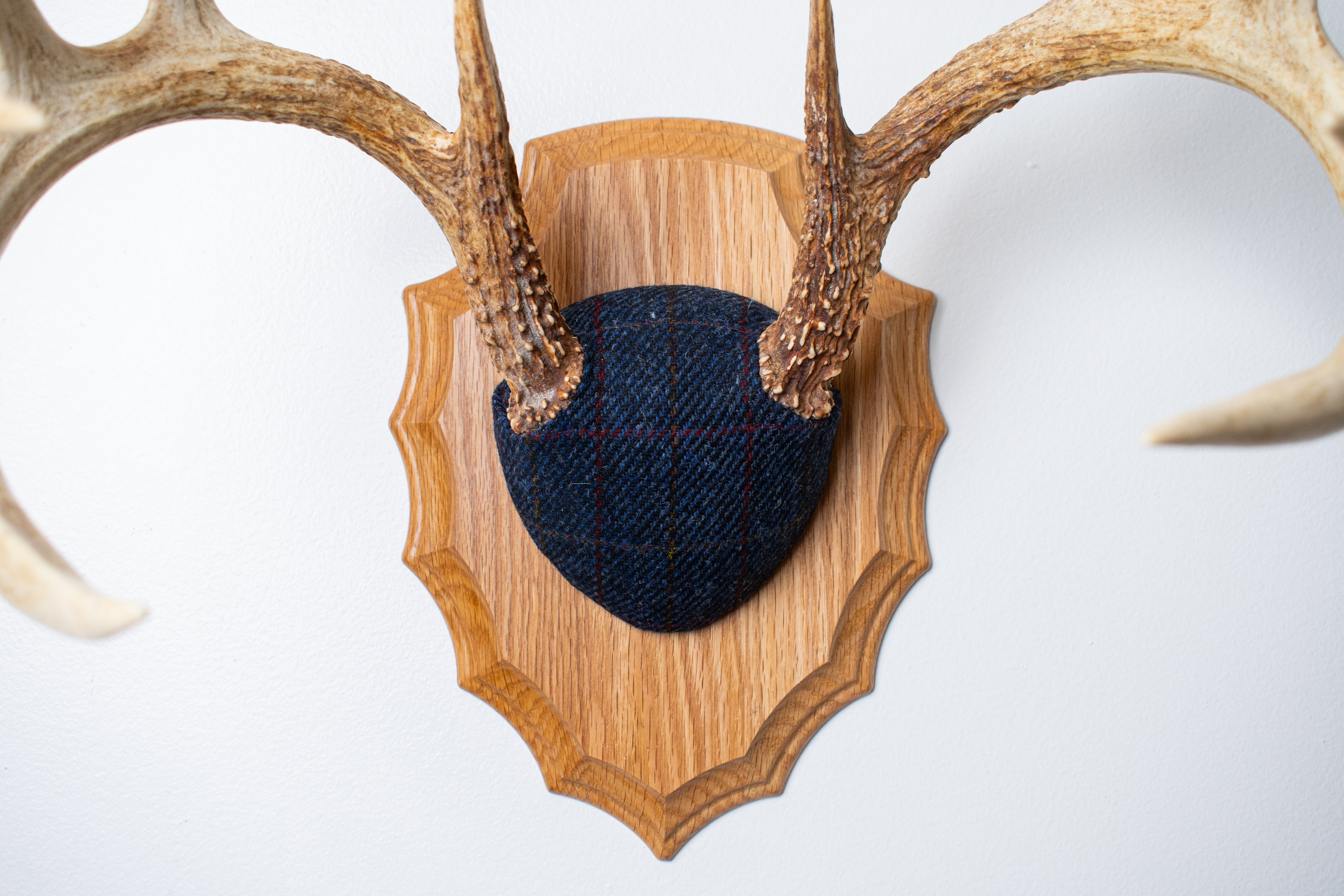 Whitetail Deer Antler Mount | Blue with Red Overcheck | 09