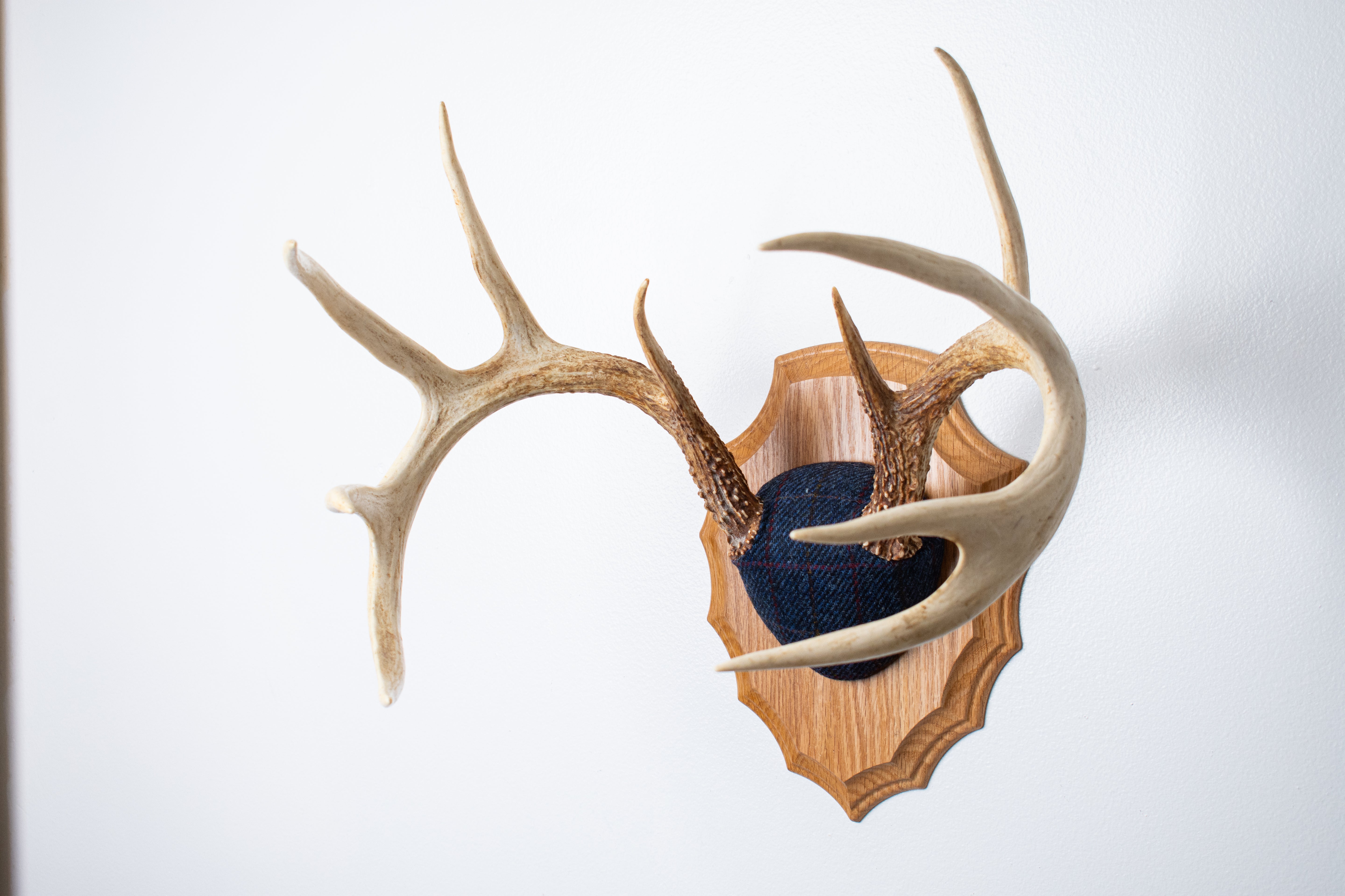 Whitetail Deer Antler Mount | Blue with Red Overcheck | 09