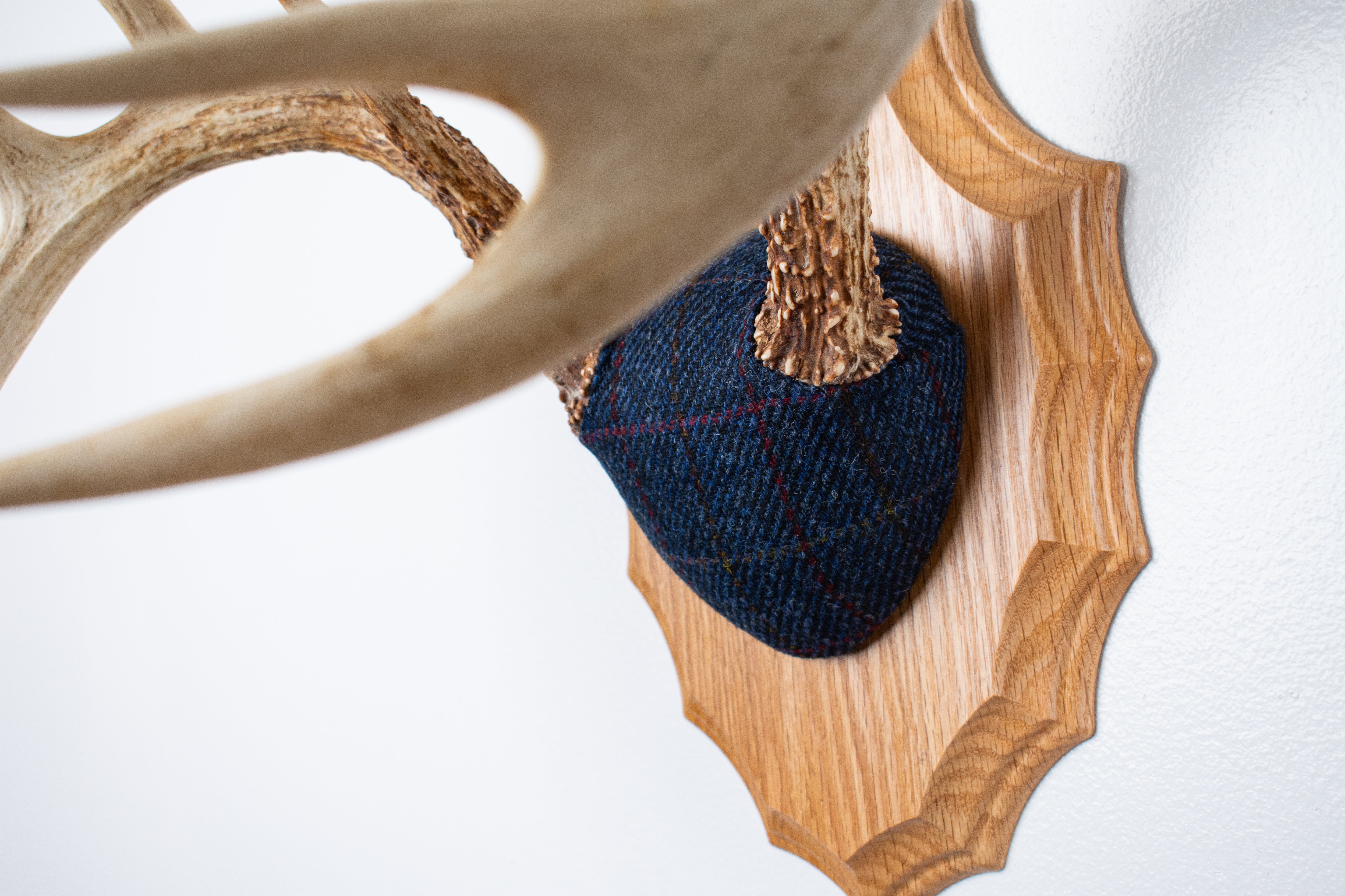 Whitetail Deer Antler Mount | Blue with Red Overcheck | 09