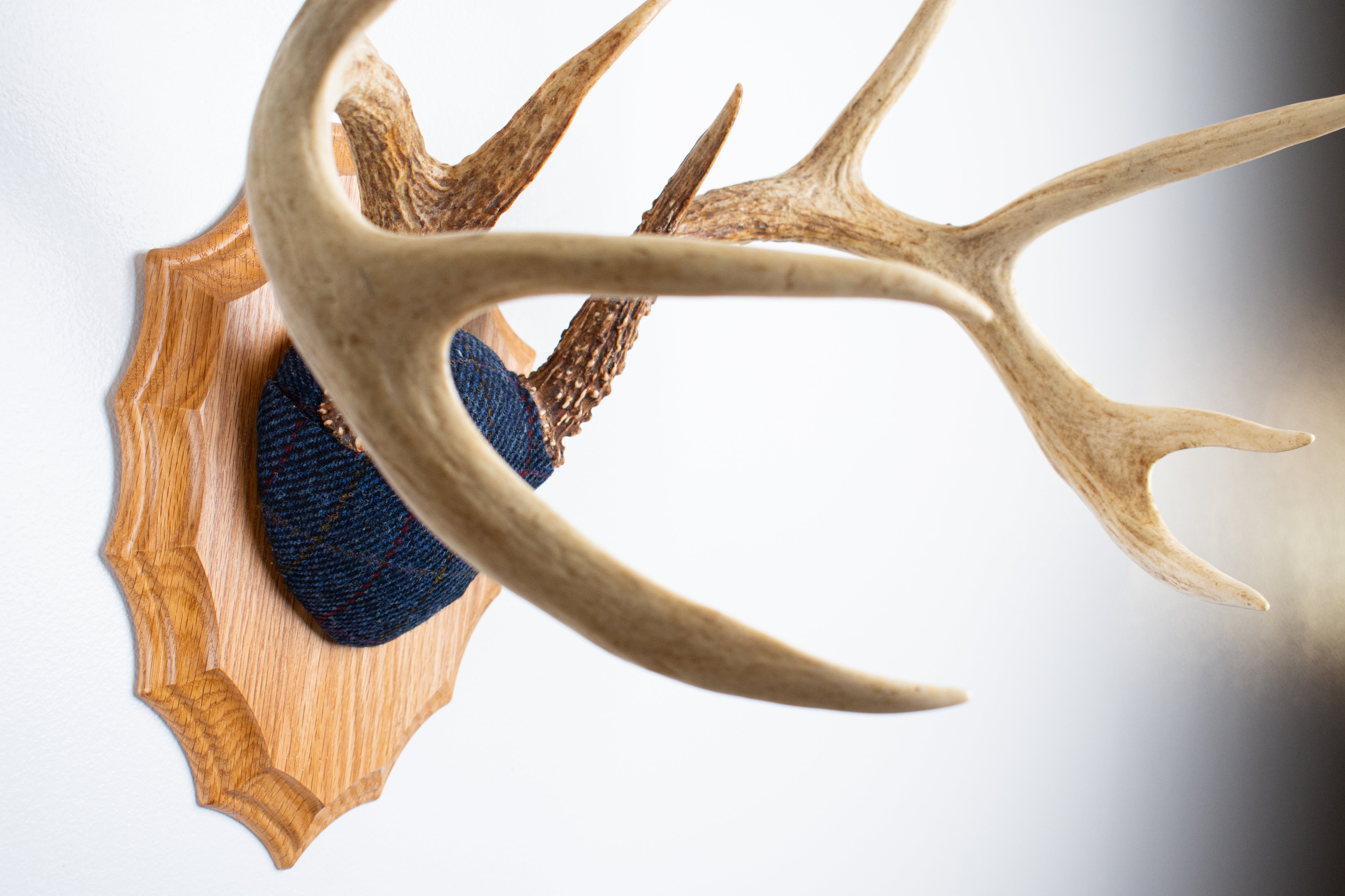 Whitetail Deer Antler Mount | Blue with Red Overcheck | 09