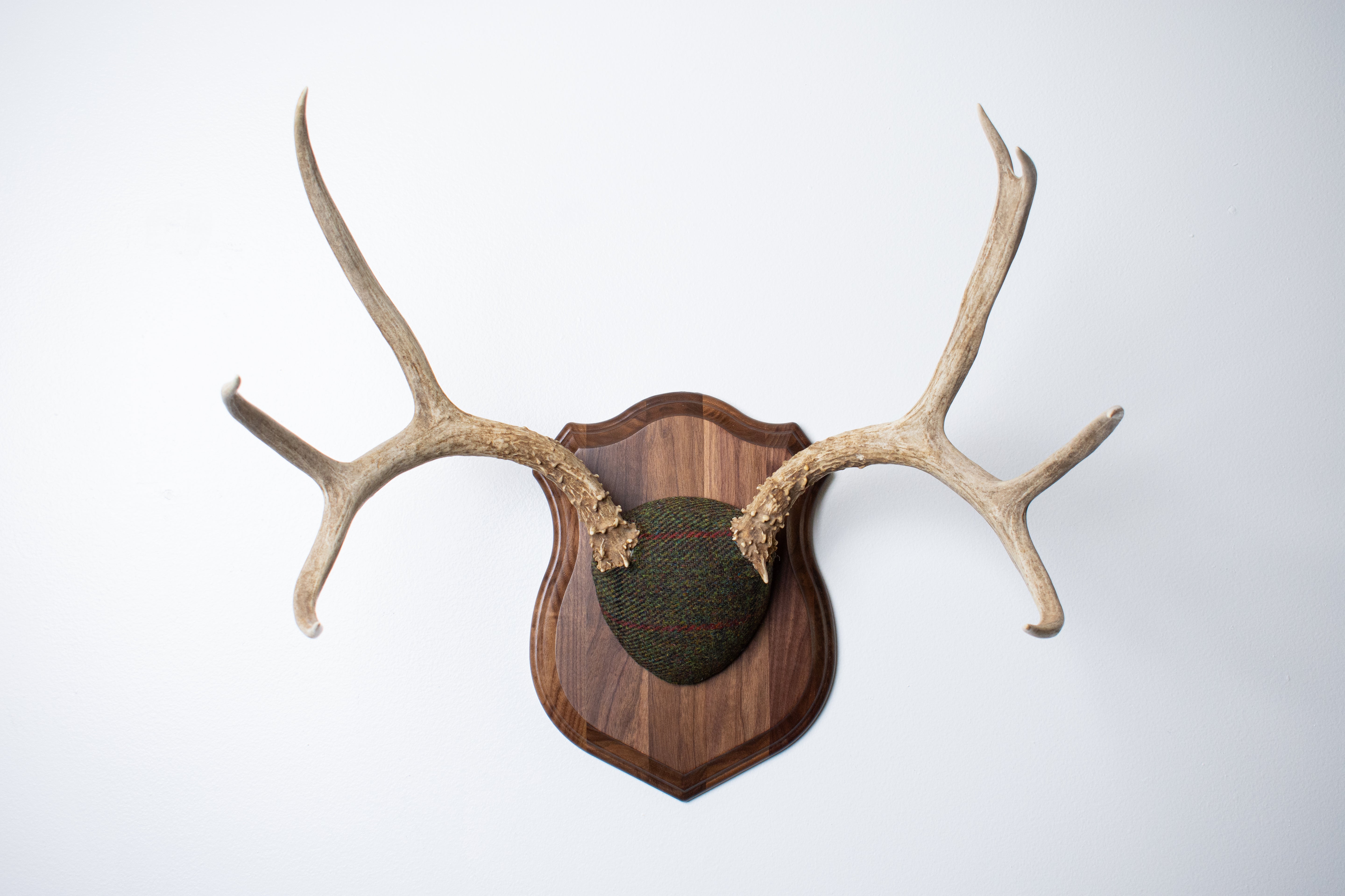 Mule Deer Antler Mount | Green, Black and Red Overcheck | 08
