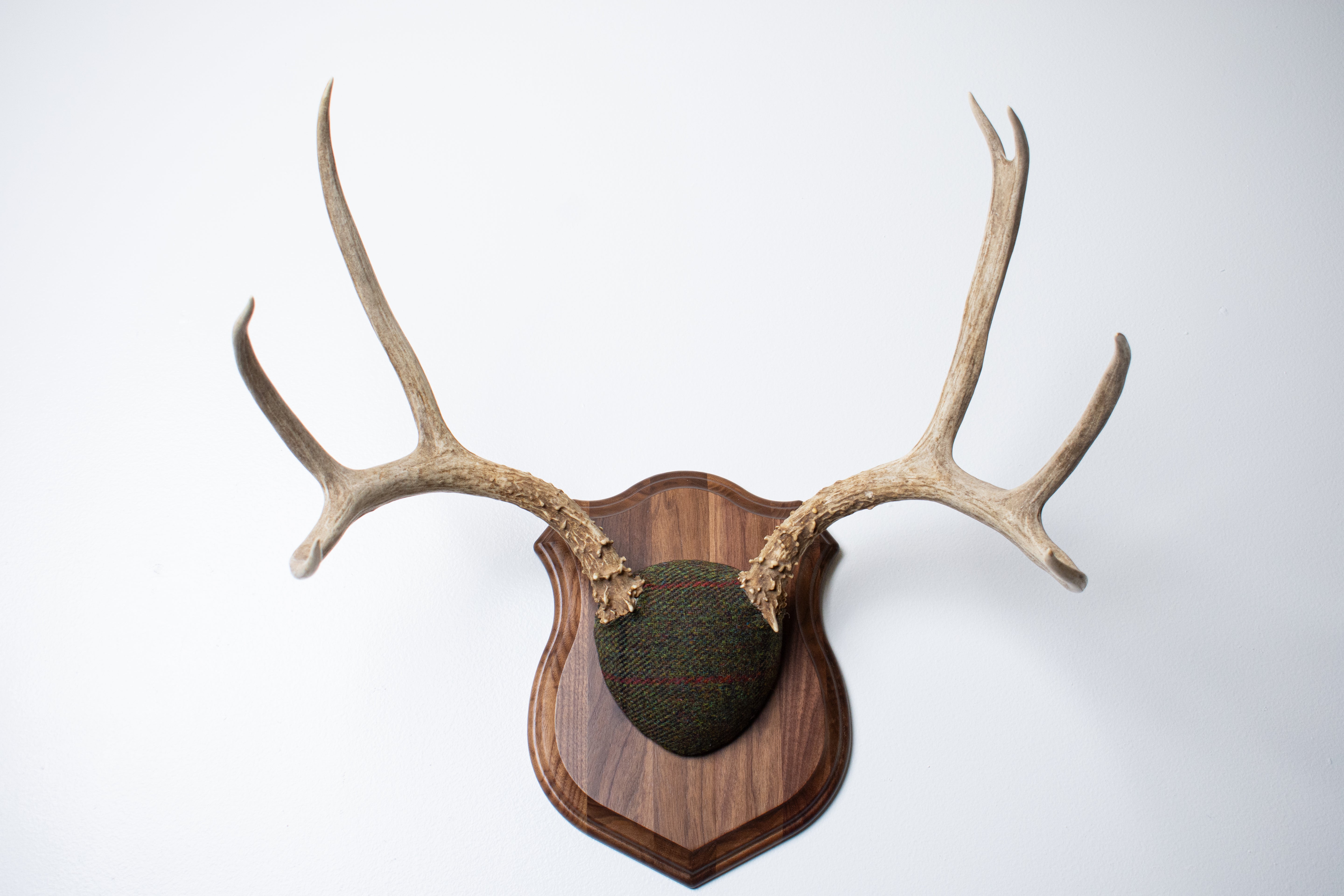Mule Deer Antler Mount | Green, Black and Red Overcheck | 08