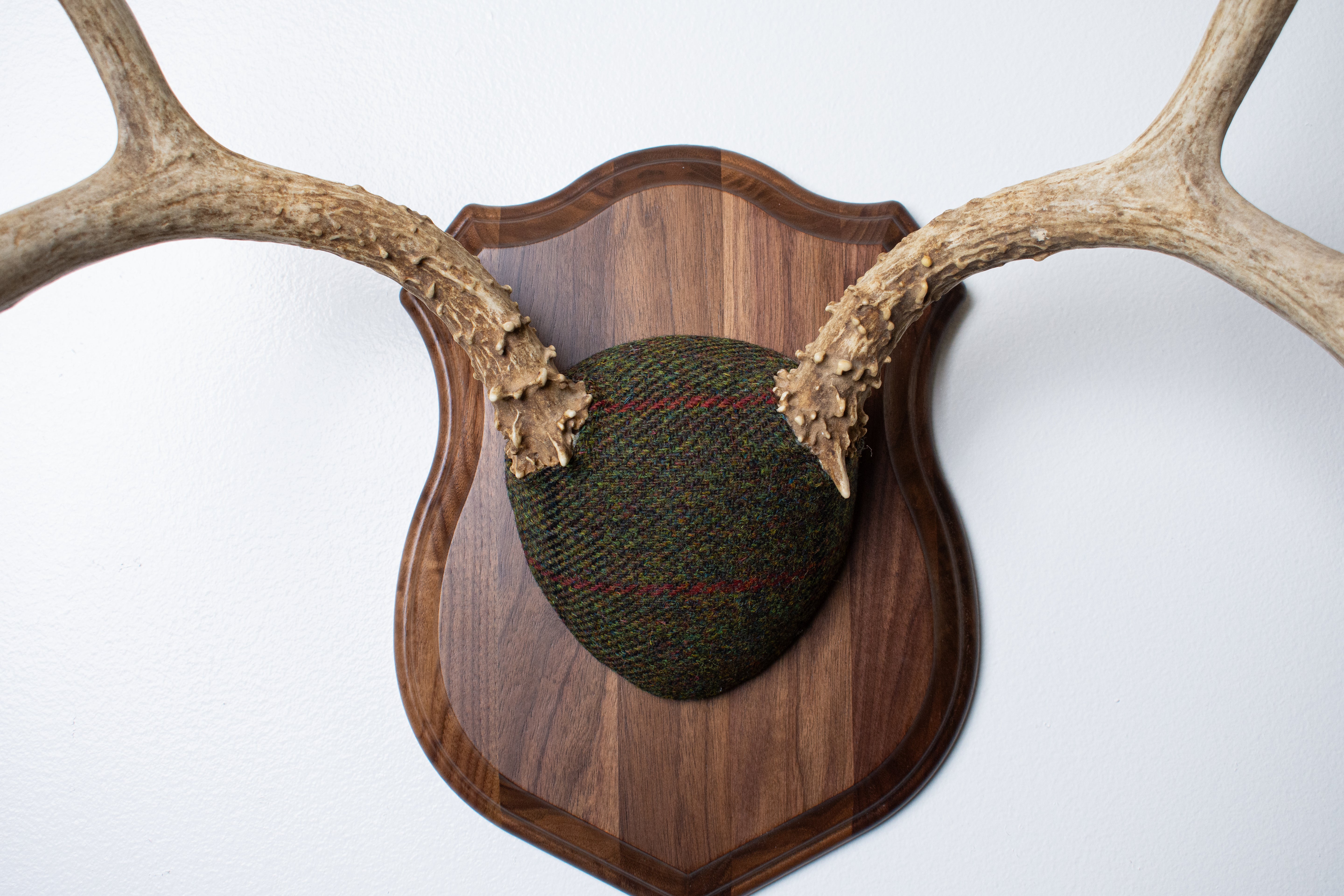 Mule Deer Antler Mount | Green, Black and Red Overcheck | 08