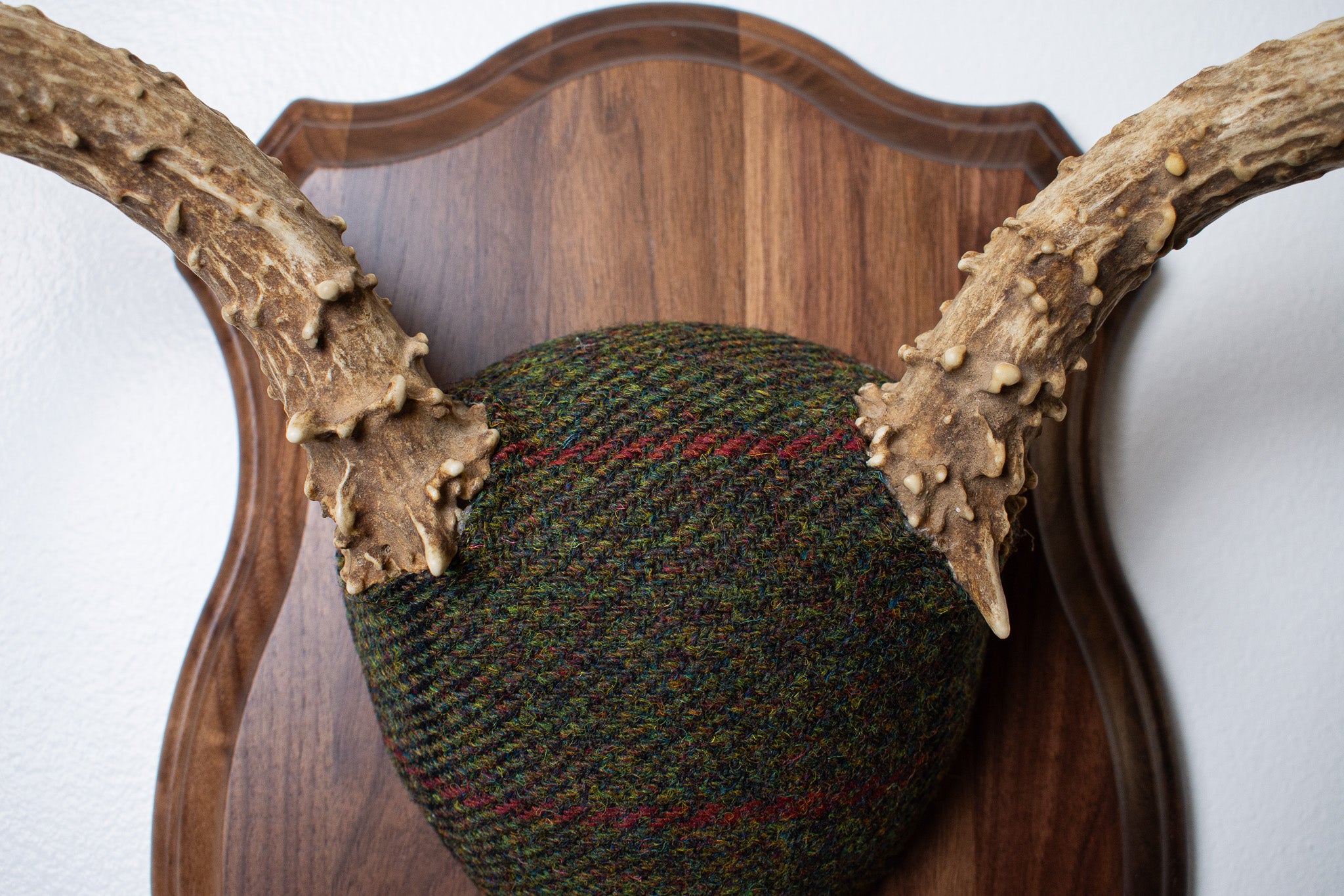 Mule Deer Antler Mount | Green, Black and Red Overcheck | 08