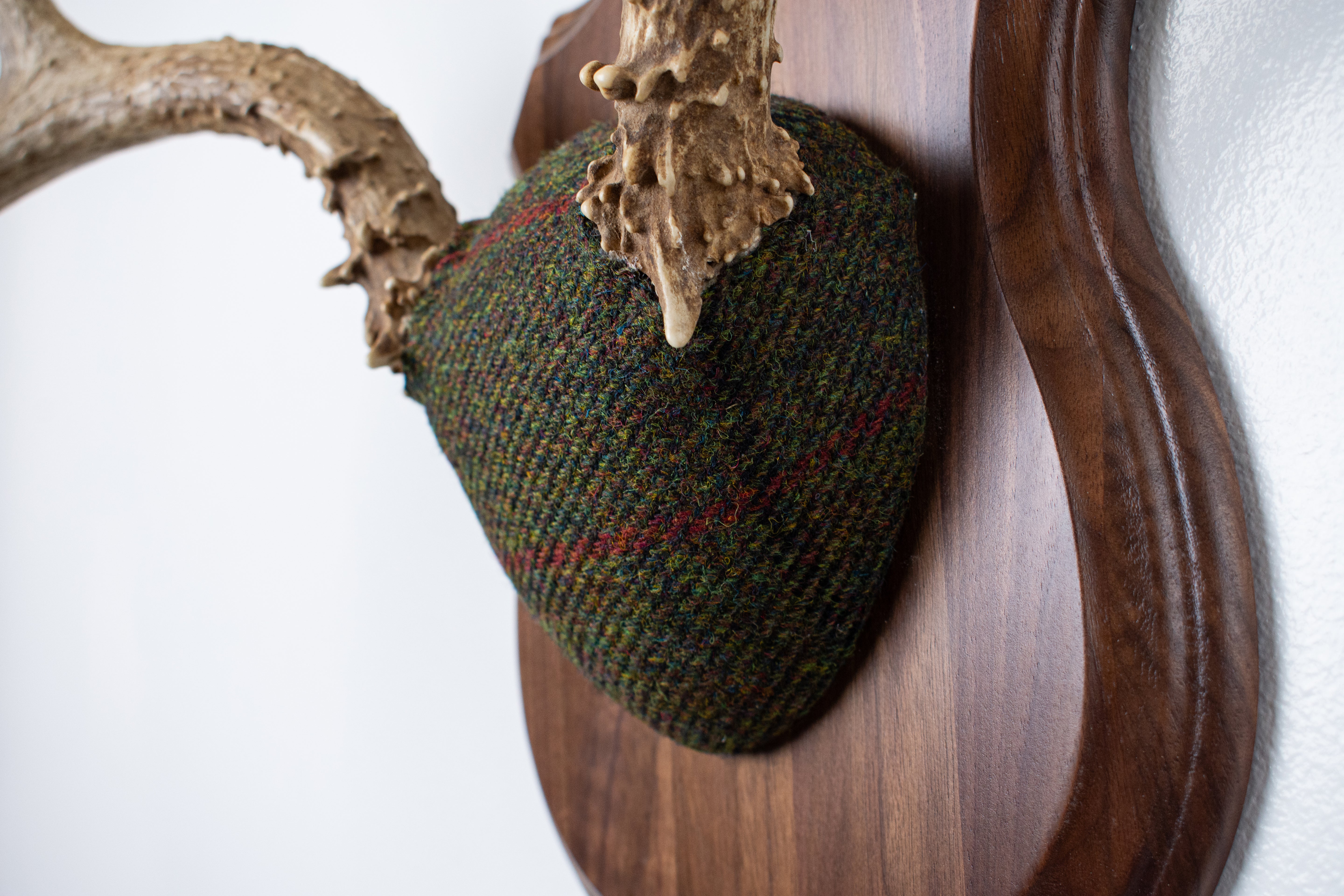 Mule Deer Antler Mount | Green, Black and Red Overcheck | 08