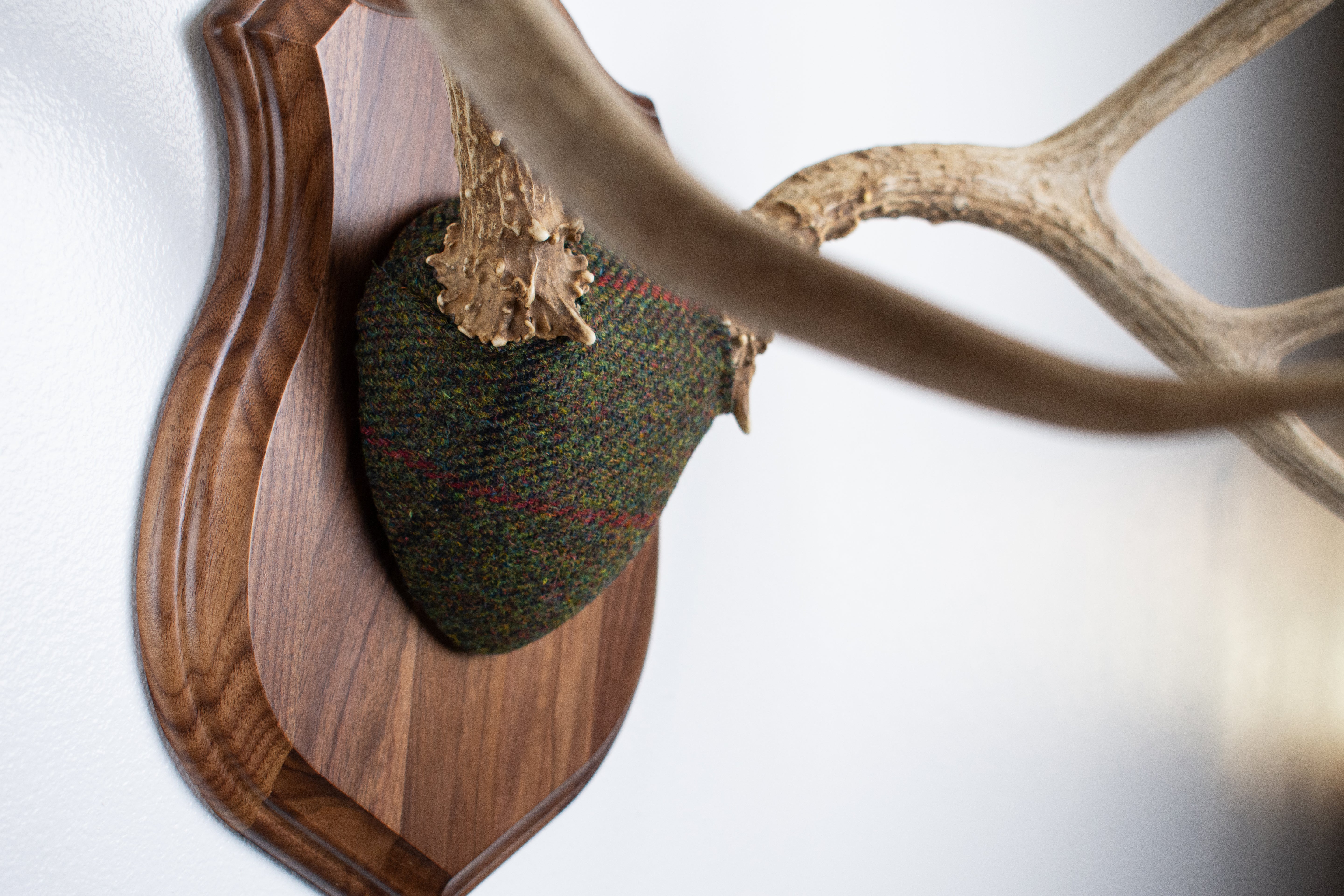 Mule Deer Antler Mount | Green, Black and Red Overcheck | 08