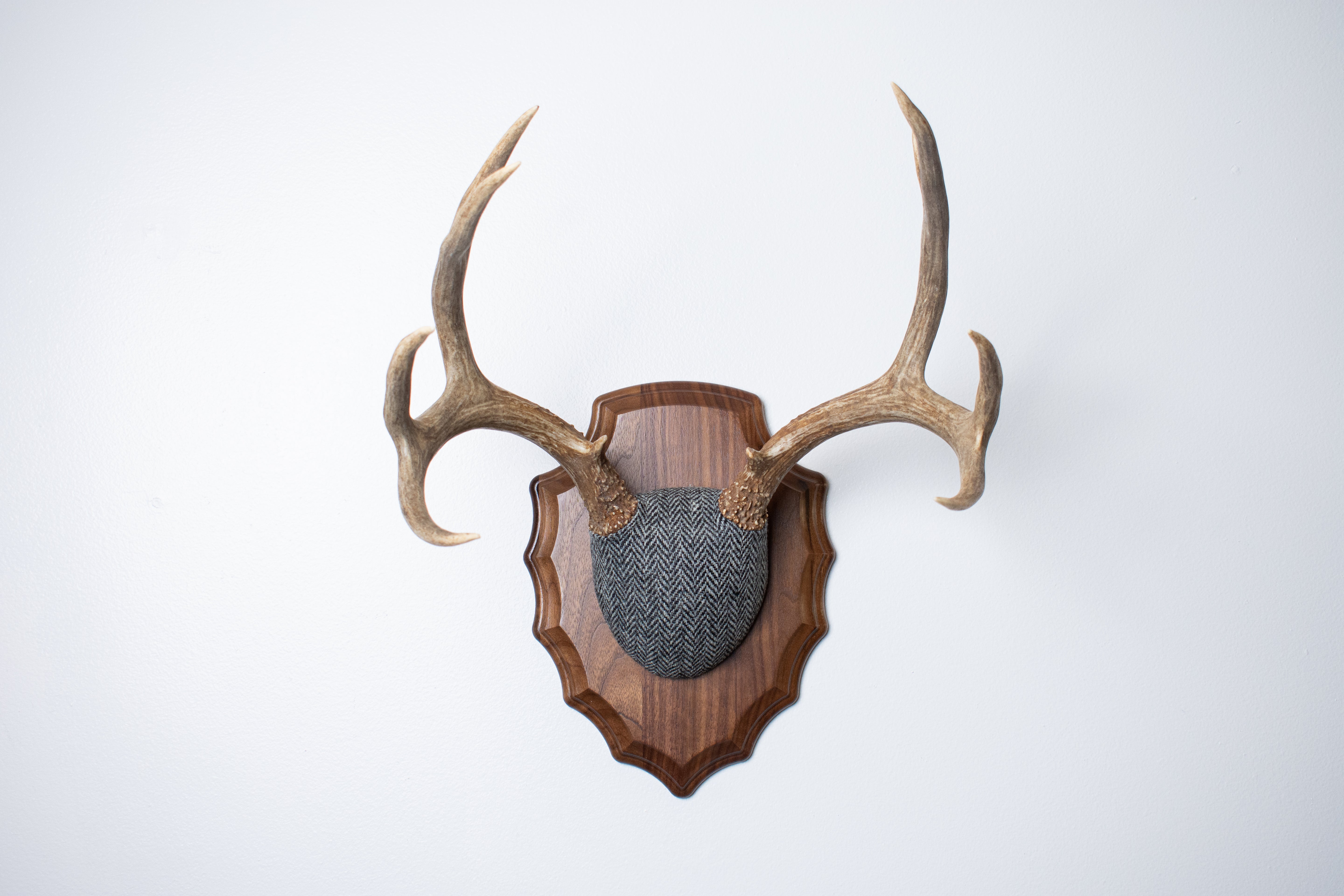 Mule Deer Antler Mount | Grey & Black Herringbone | 10