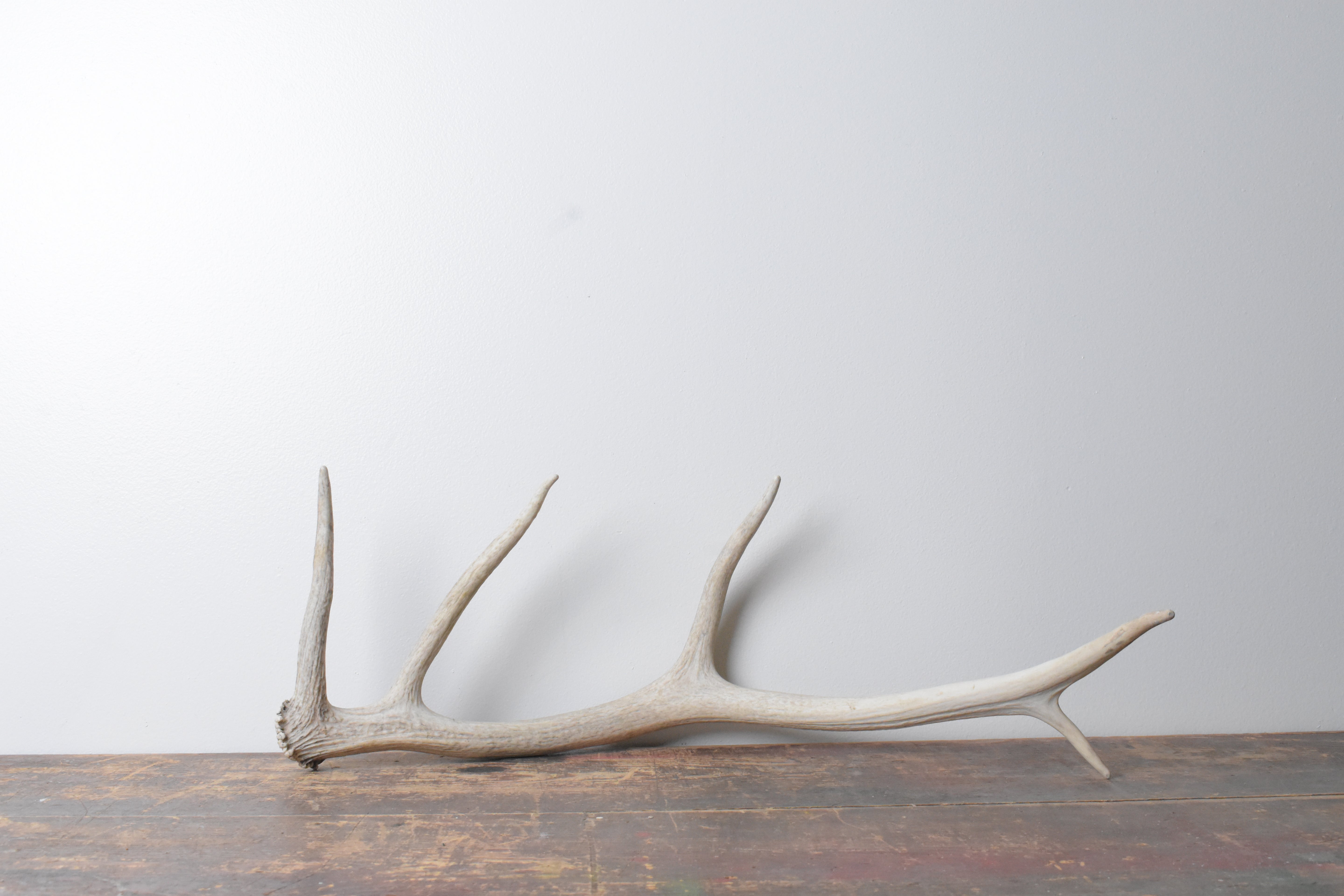 Elk Antler | 70