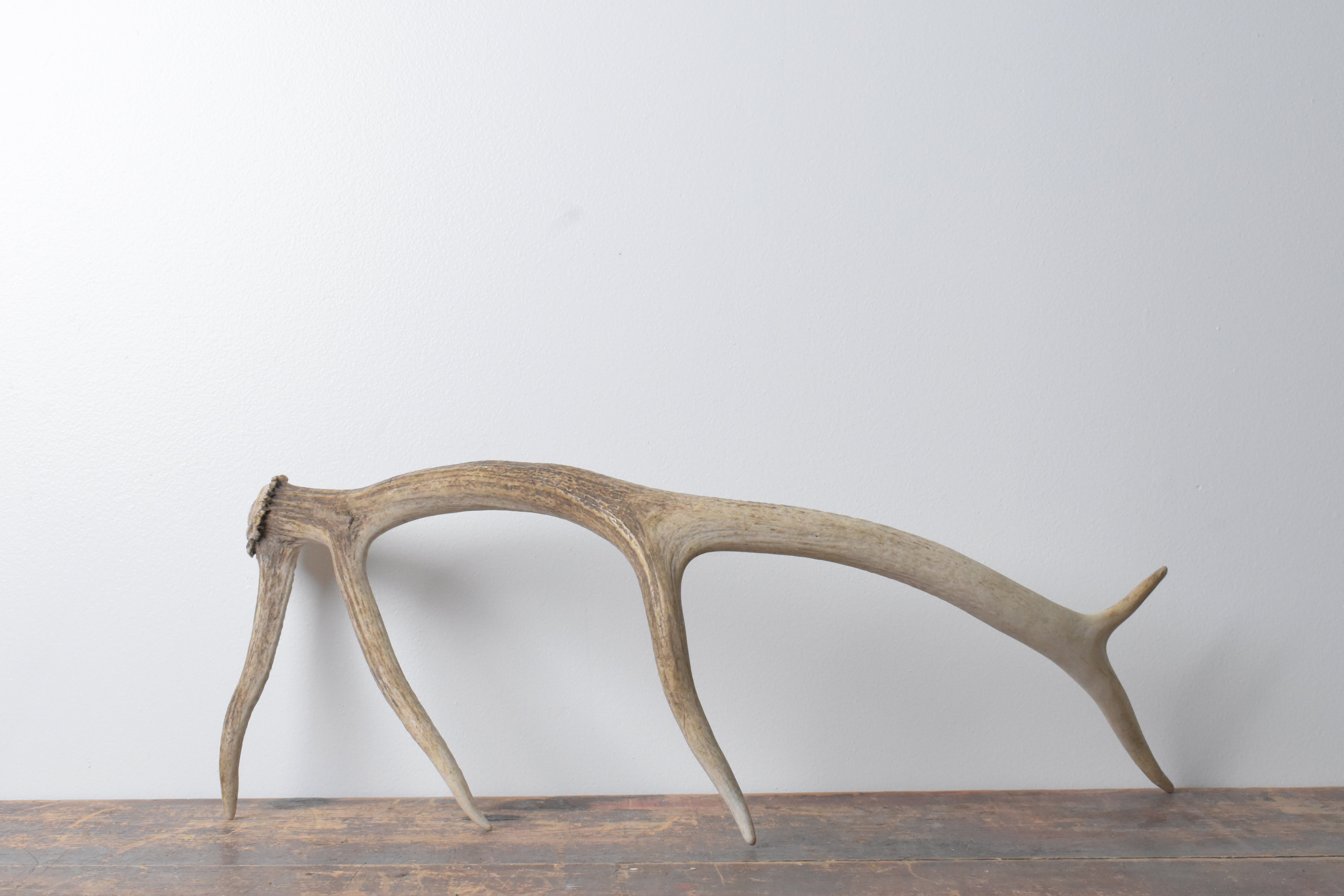 Elk Antler | Small Size | 70
