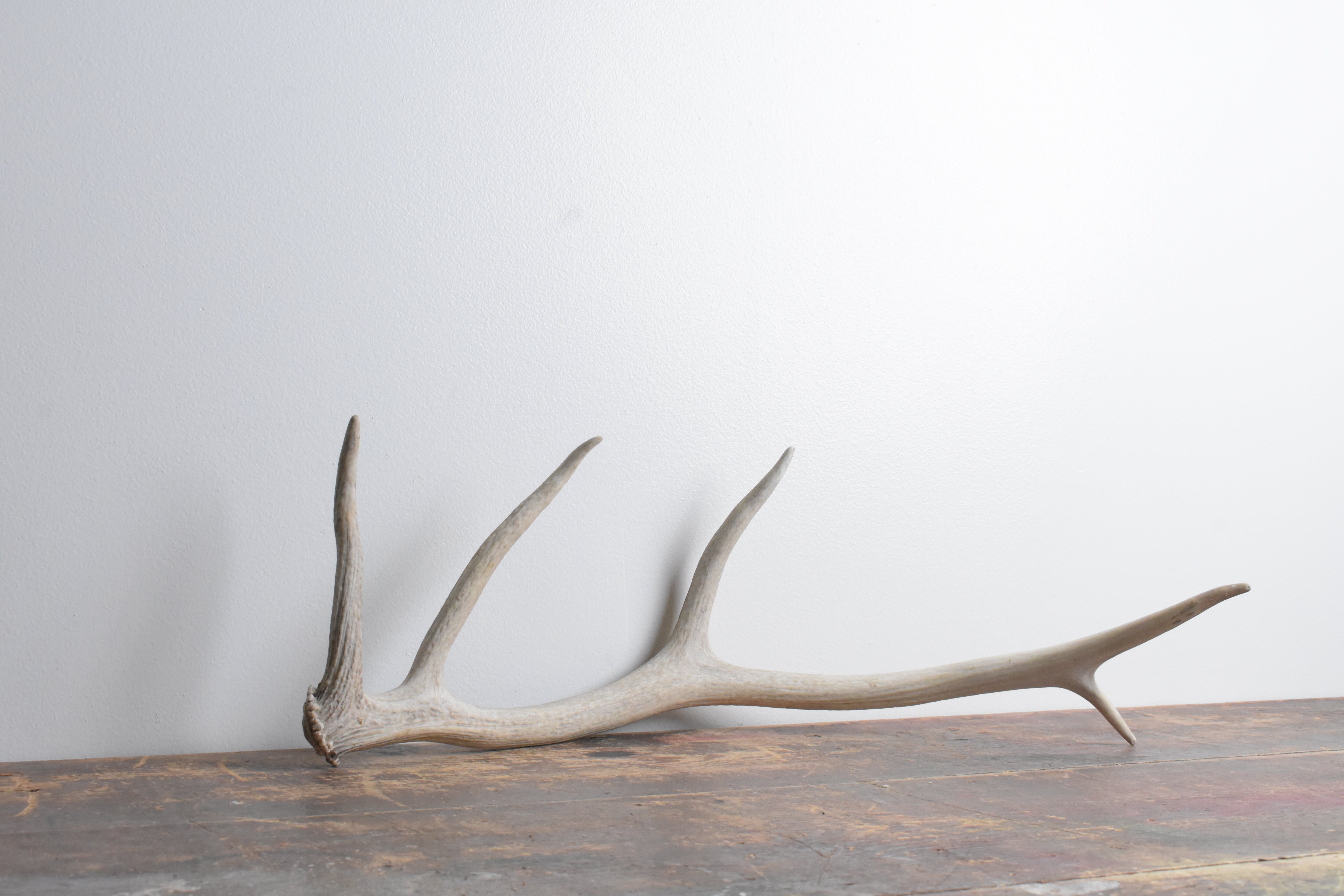 Elk Antler | Small Size | 70