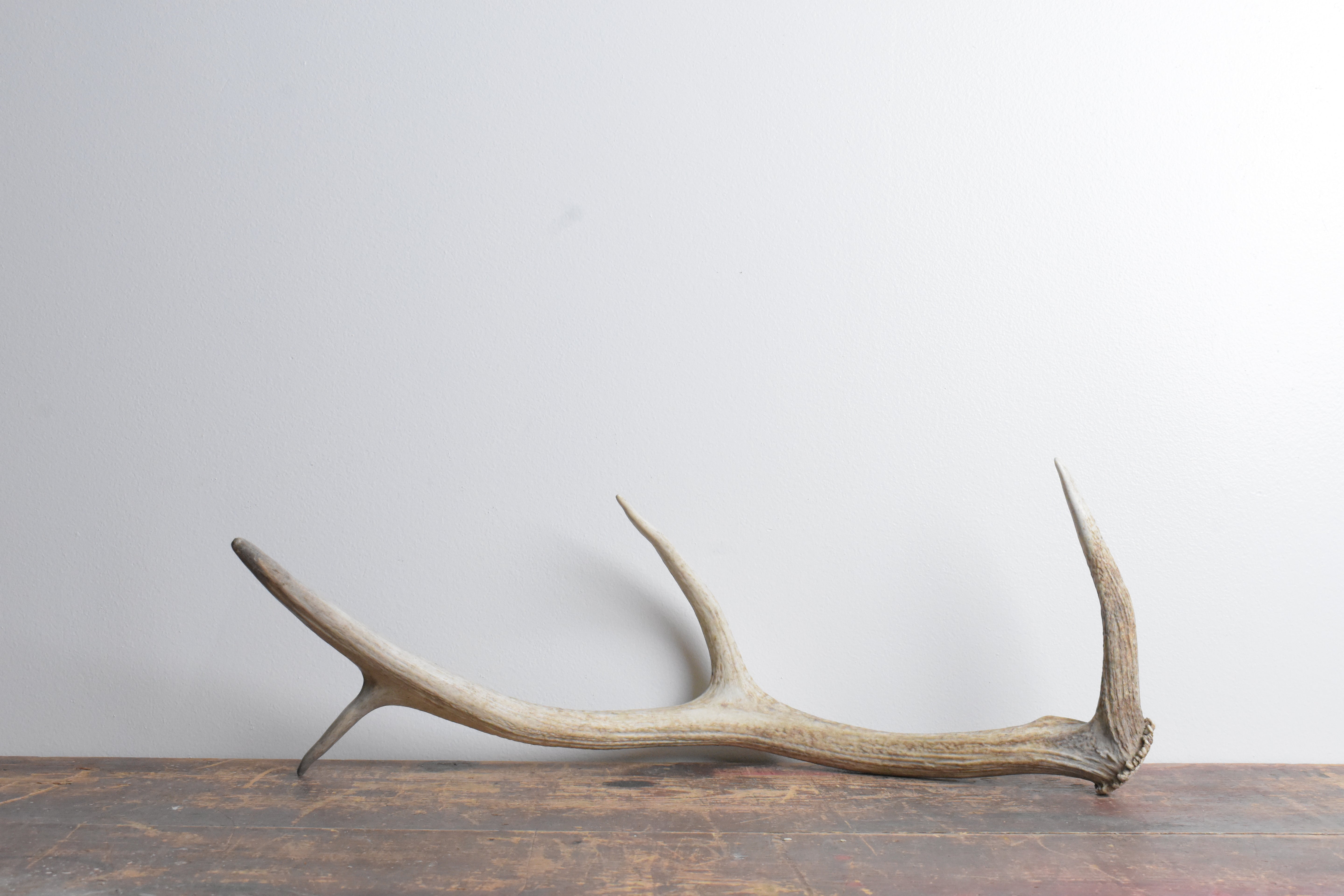 Elk Antler | 64