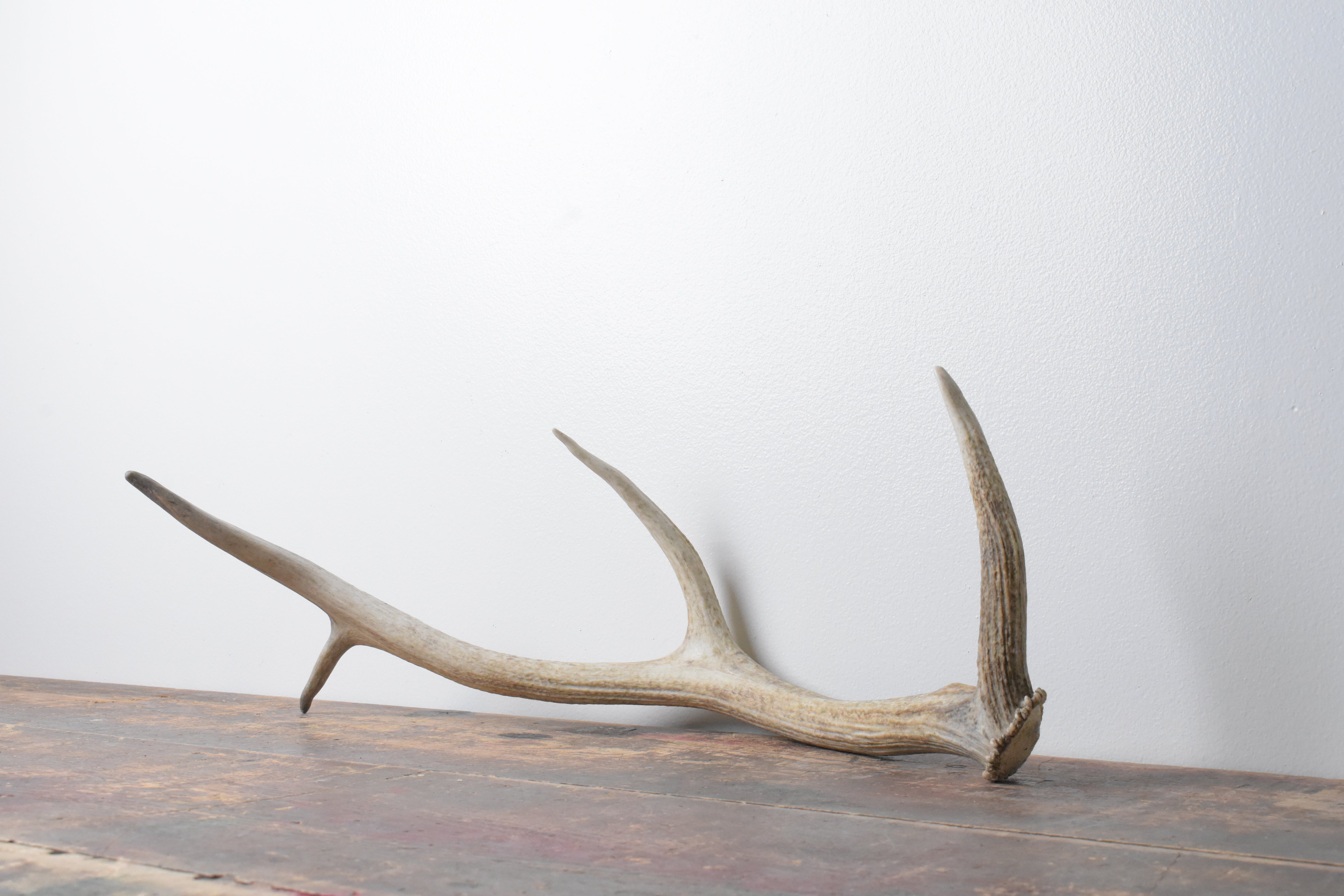 Elk Antler | Small Size | 64