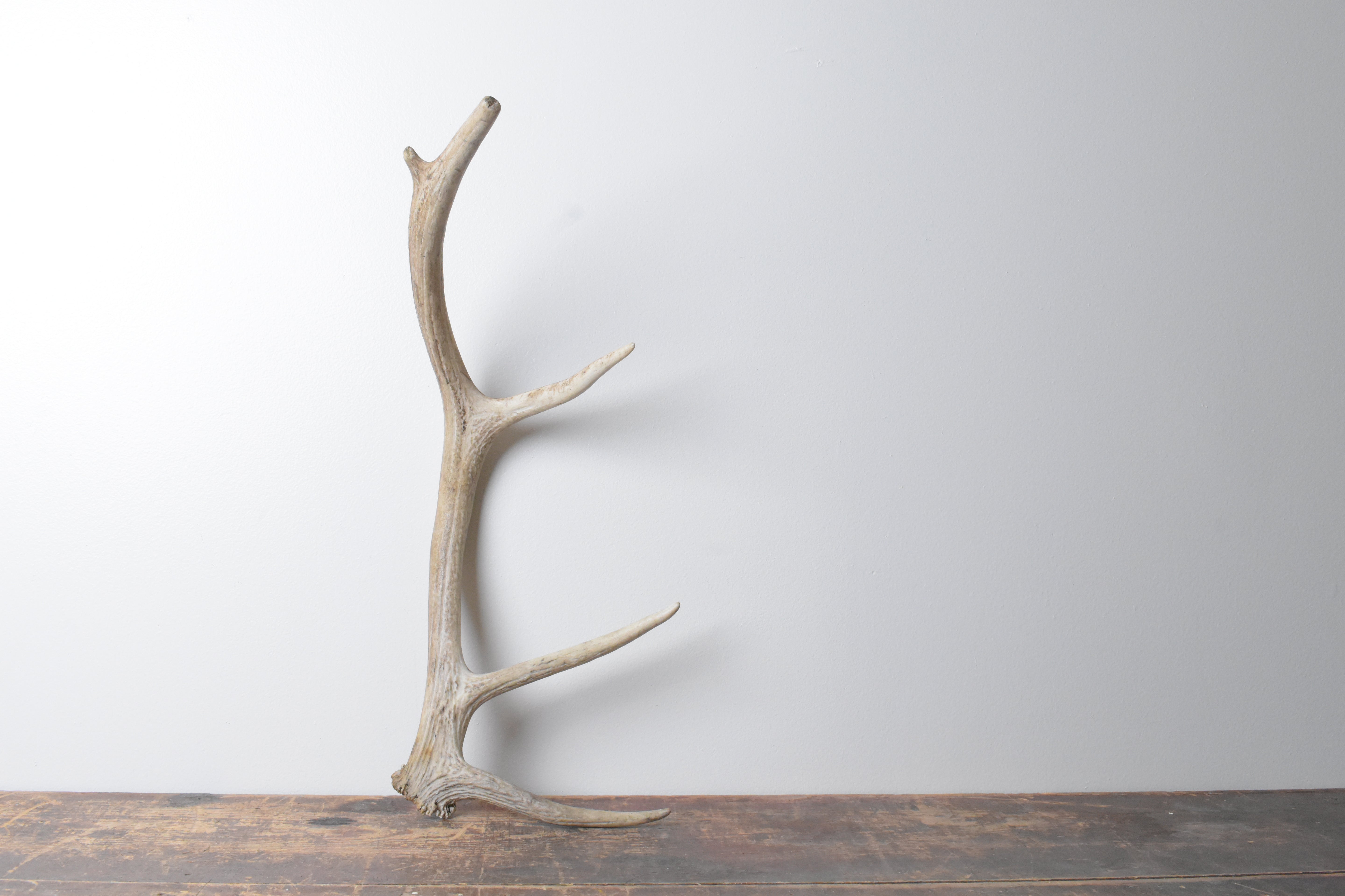 Elk Antler | 71