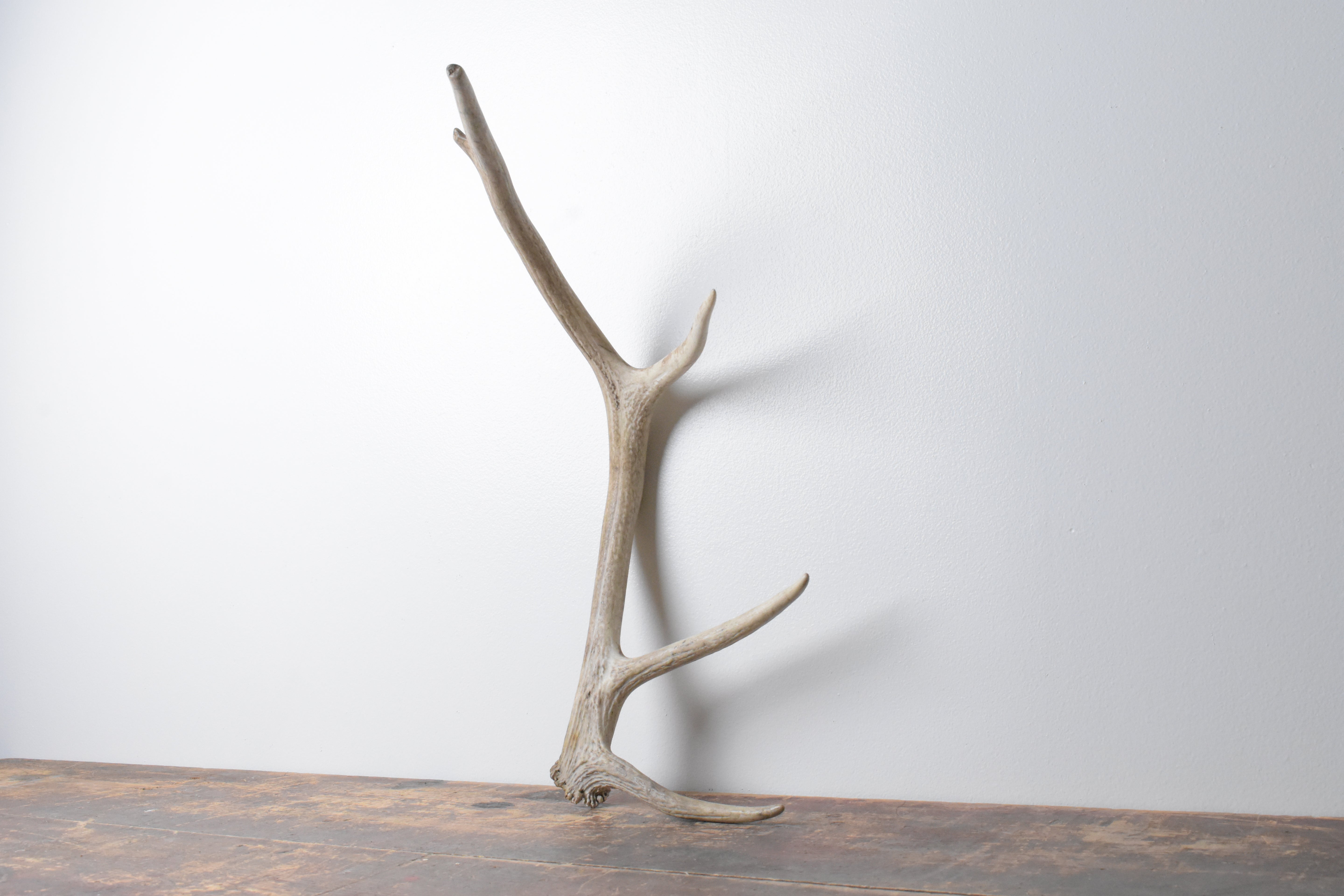 Elk Antler | Small Size | 71
