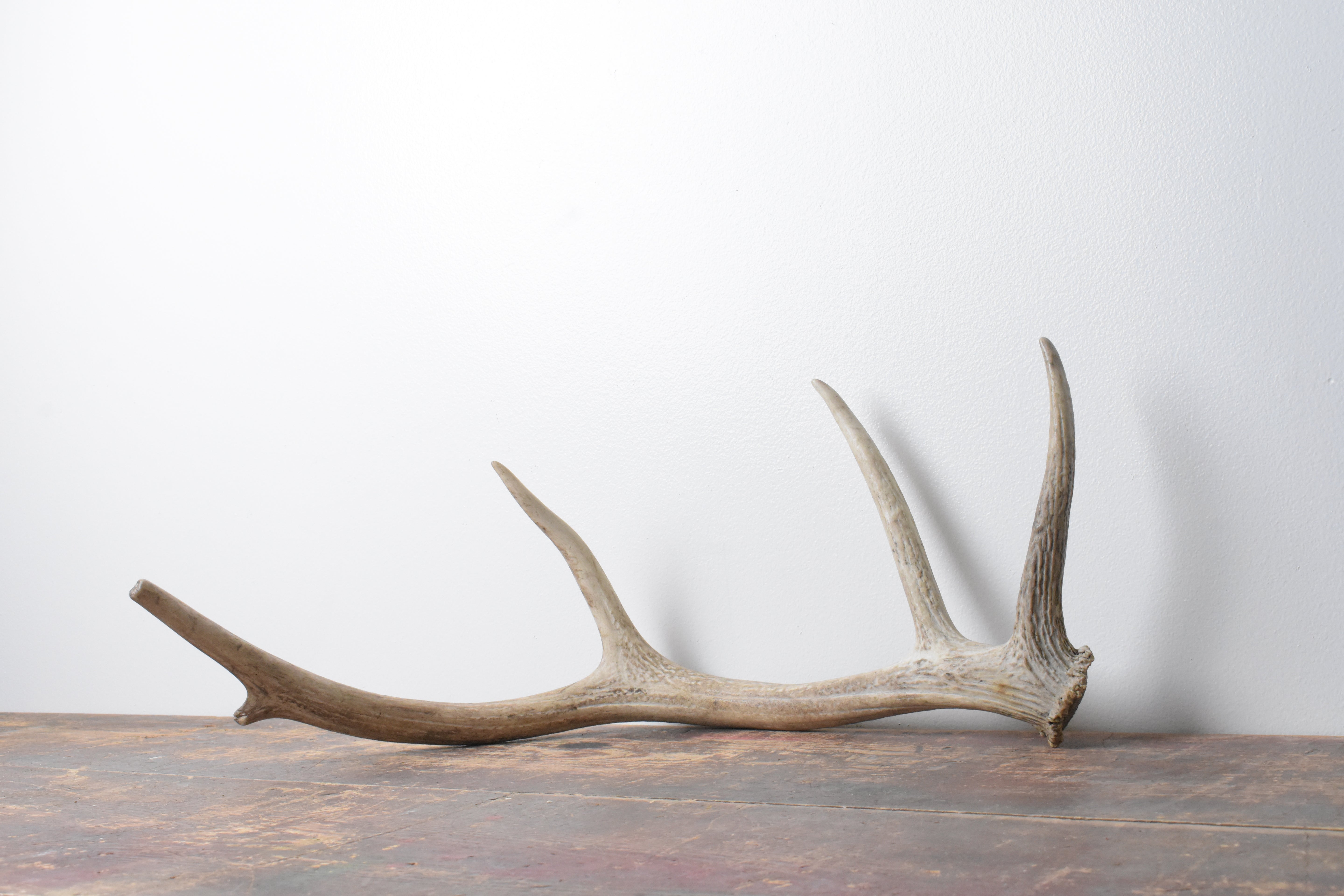 Elk Antler | Small Size | 71