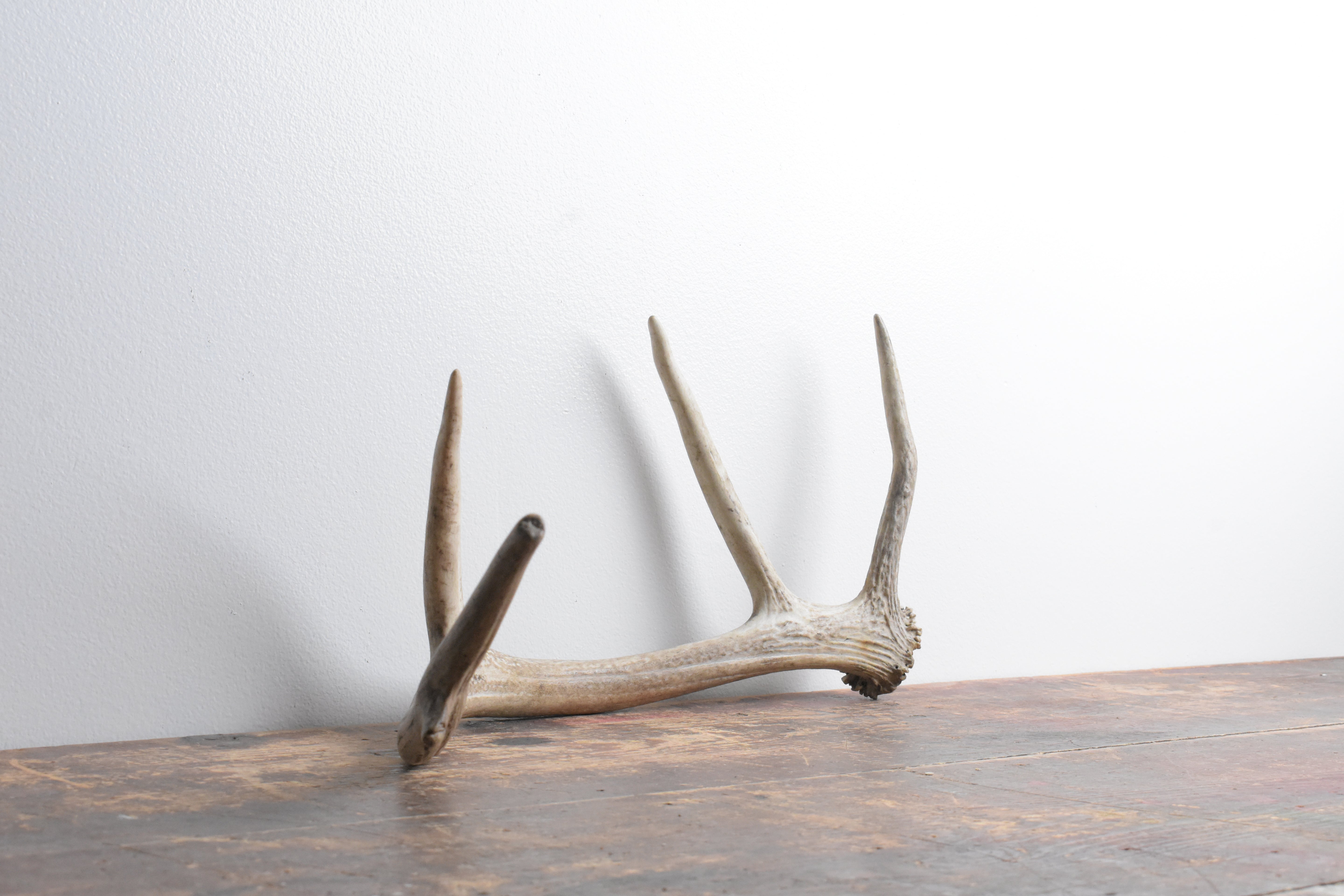 Elk Antler | Small Size | 71