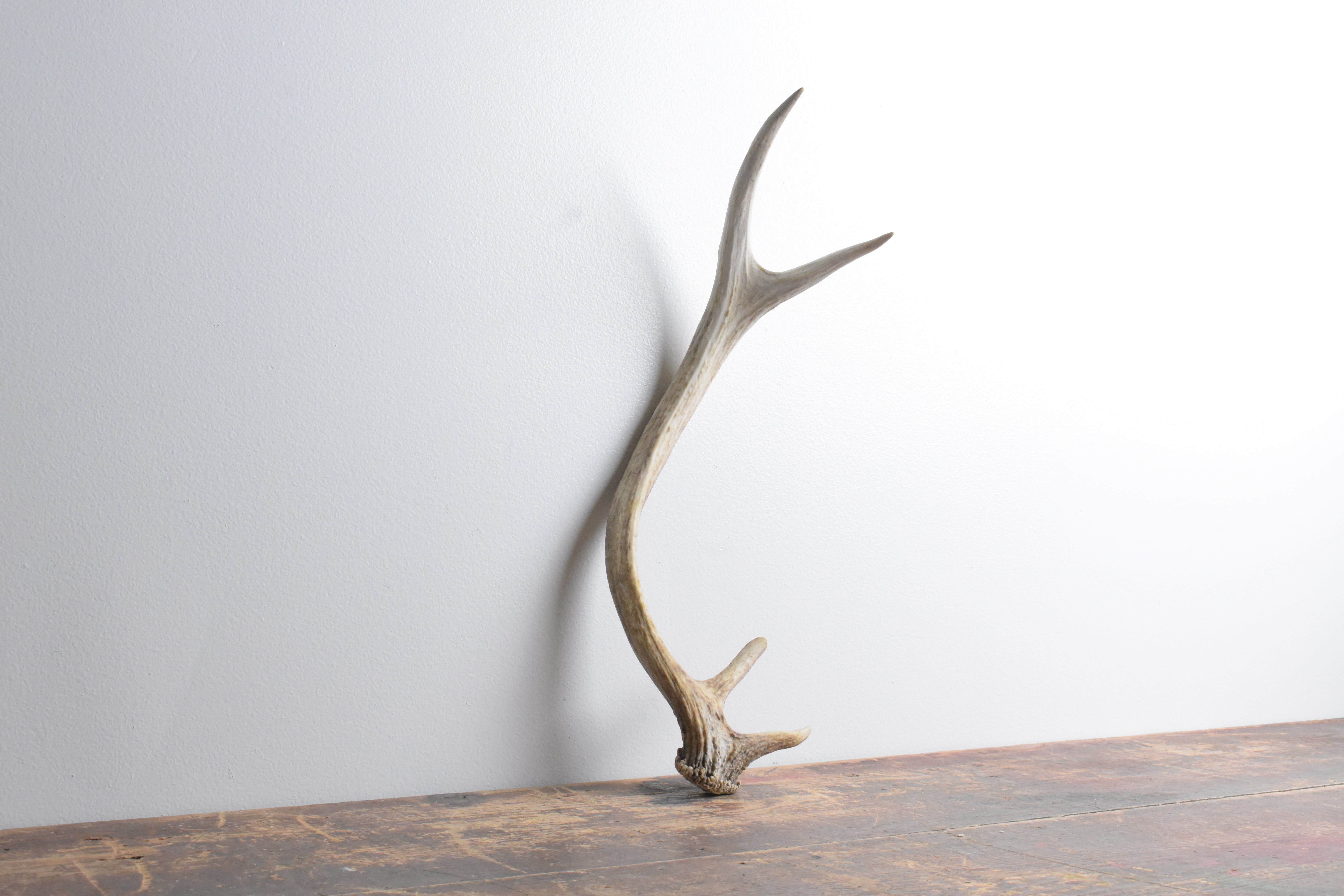Elk Antler | 74