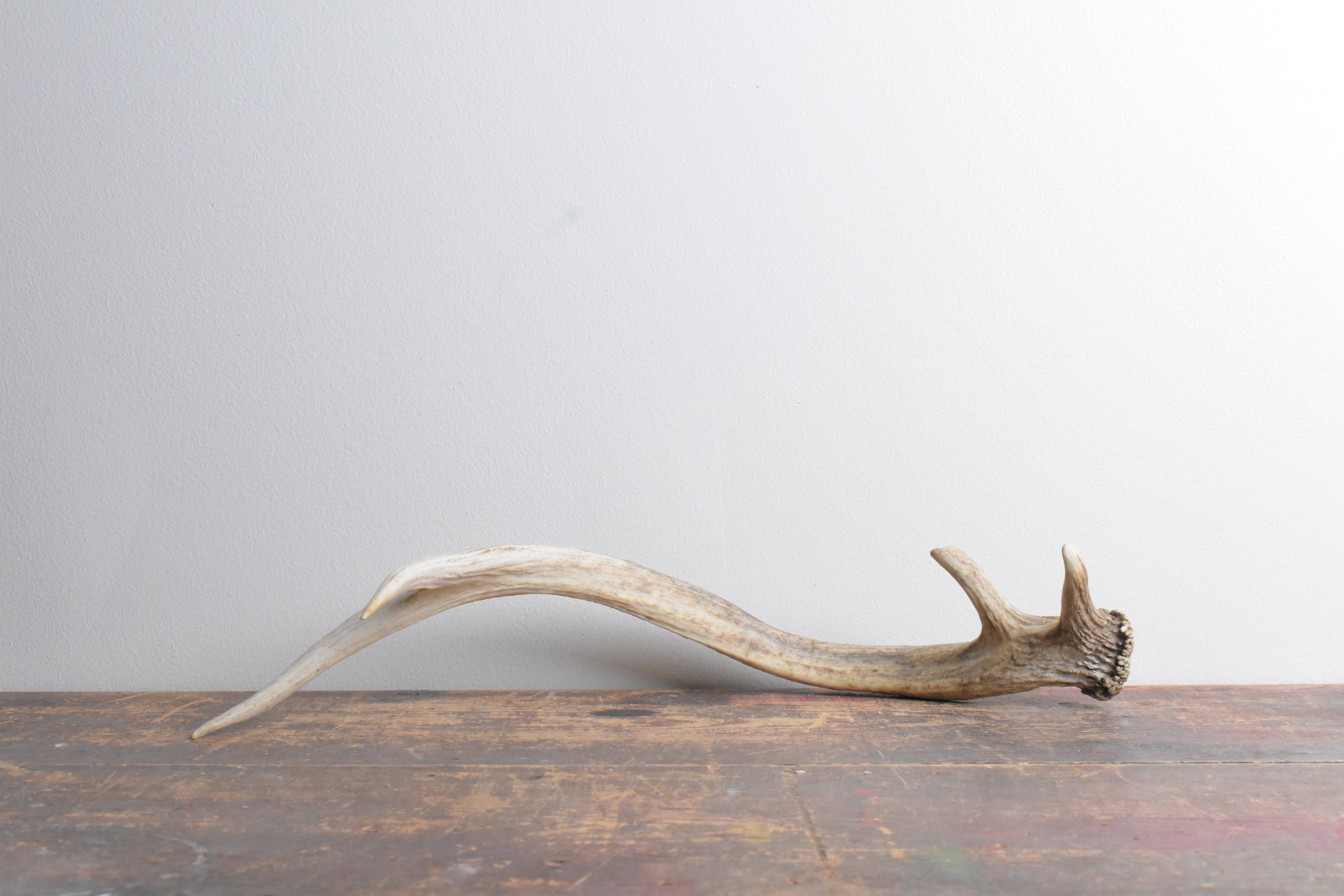 Elk Antler | Small Size | 74